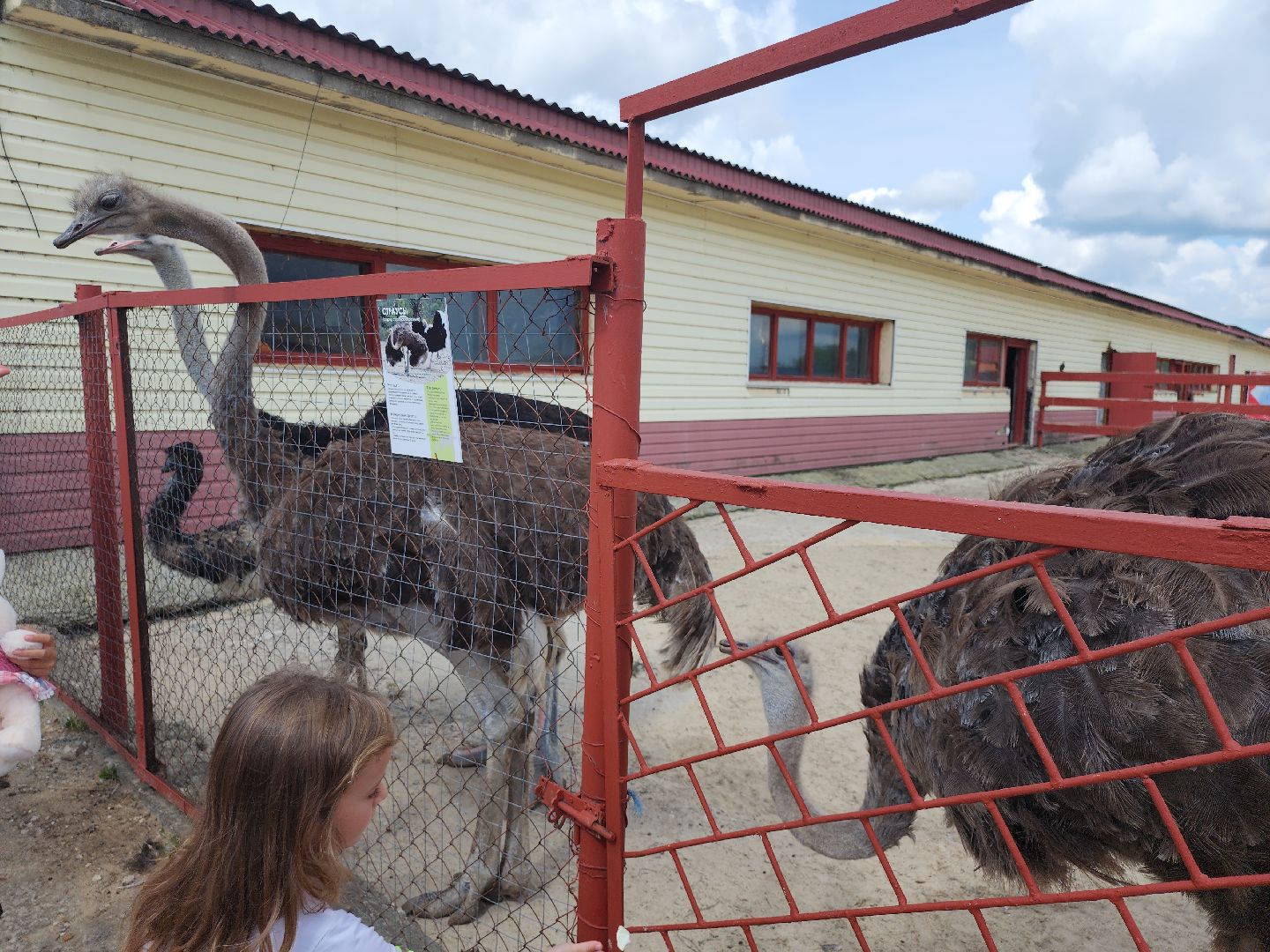 серпухов, подмосковье, страус, экоферма,