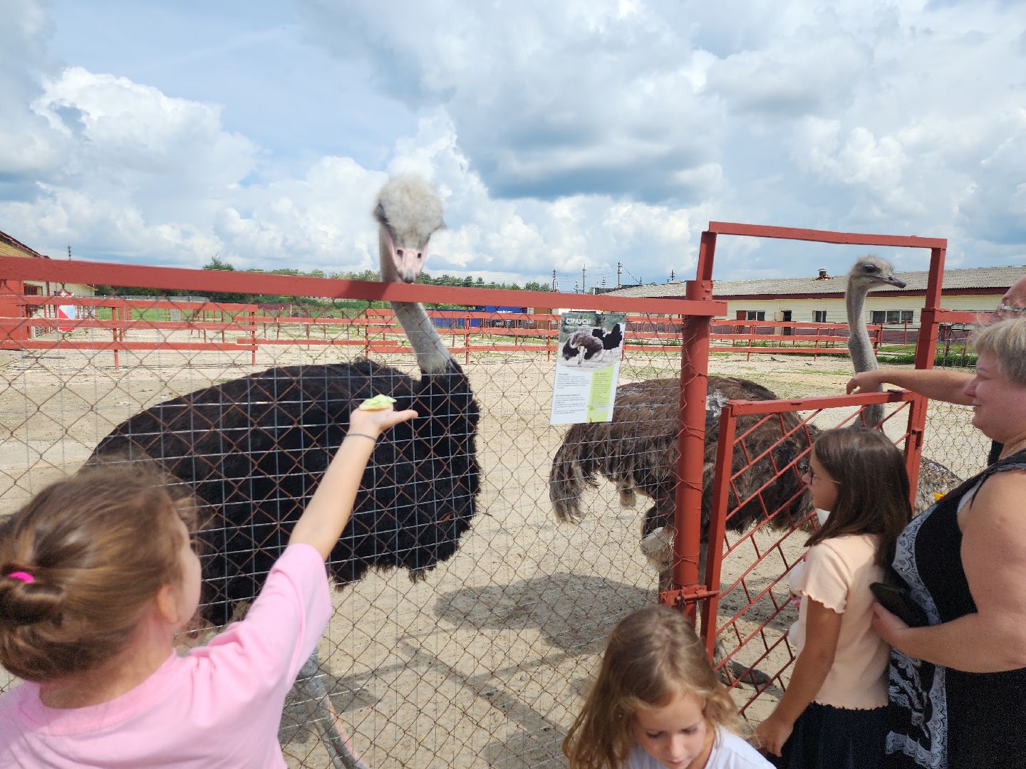серпухов, подмосковье, страус, экоферма,
