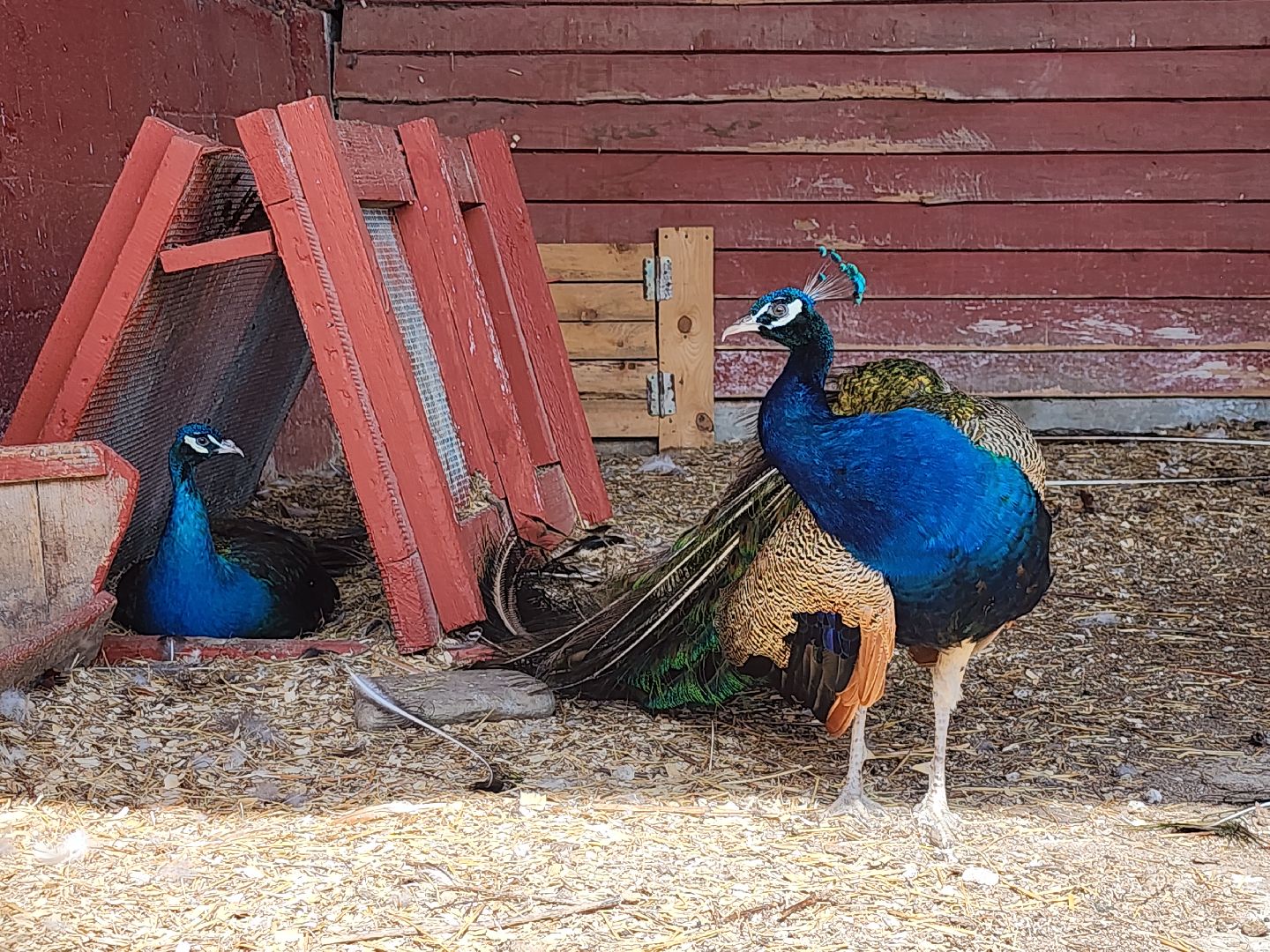 серпухов, подмосковье, русский страус, экоферма,