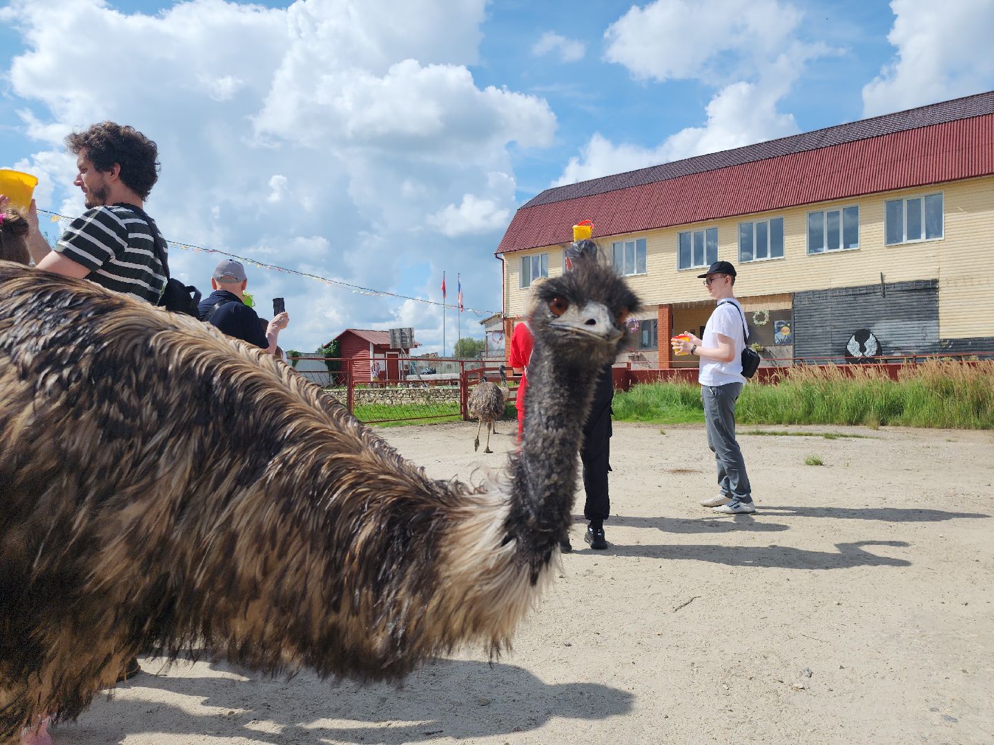серпухов, подмосковье, русский страус, экоферма,