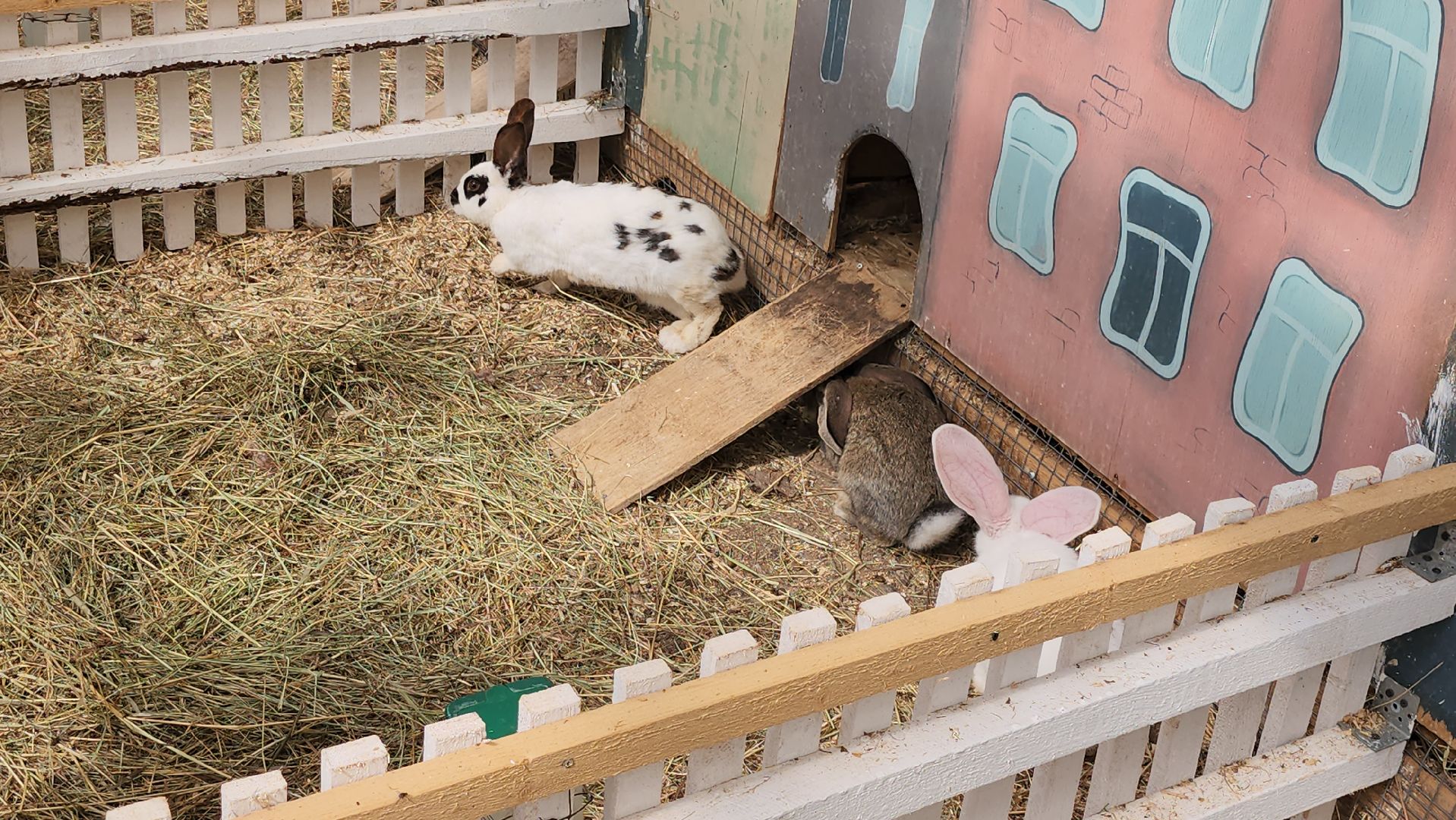 серпухов, подмосковье, русский страус, экоферма,