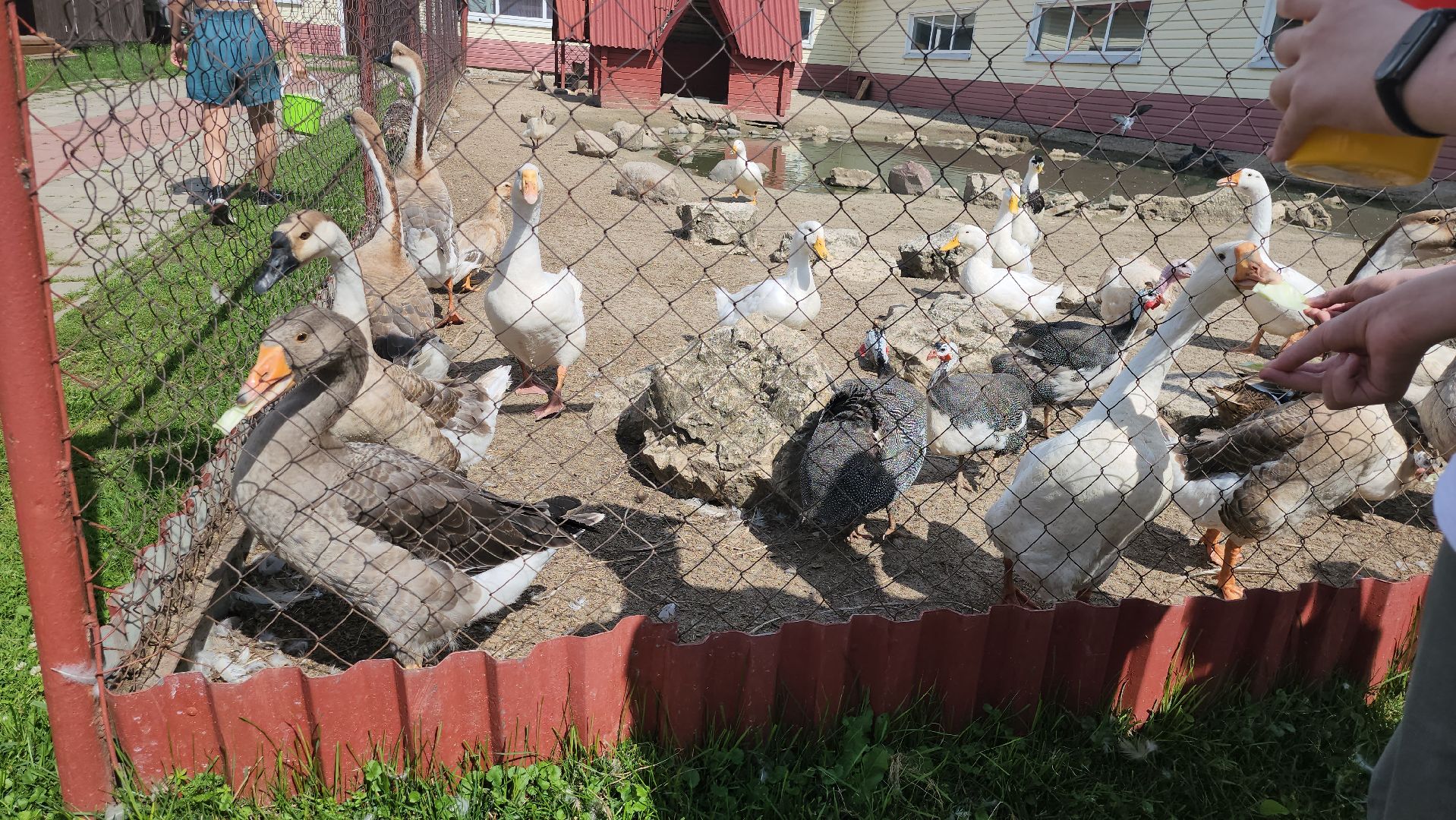 серпухов, подмосковье, русский страус, экоферма,