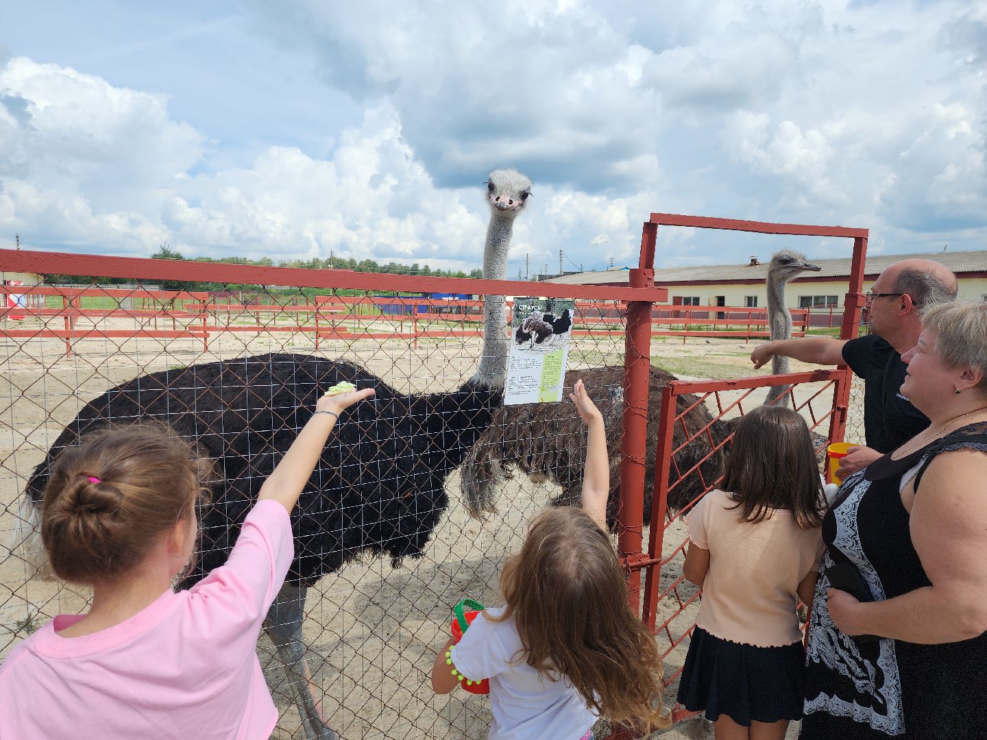 серпухов, подмосковье, русский страус, экоферма,