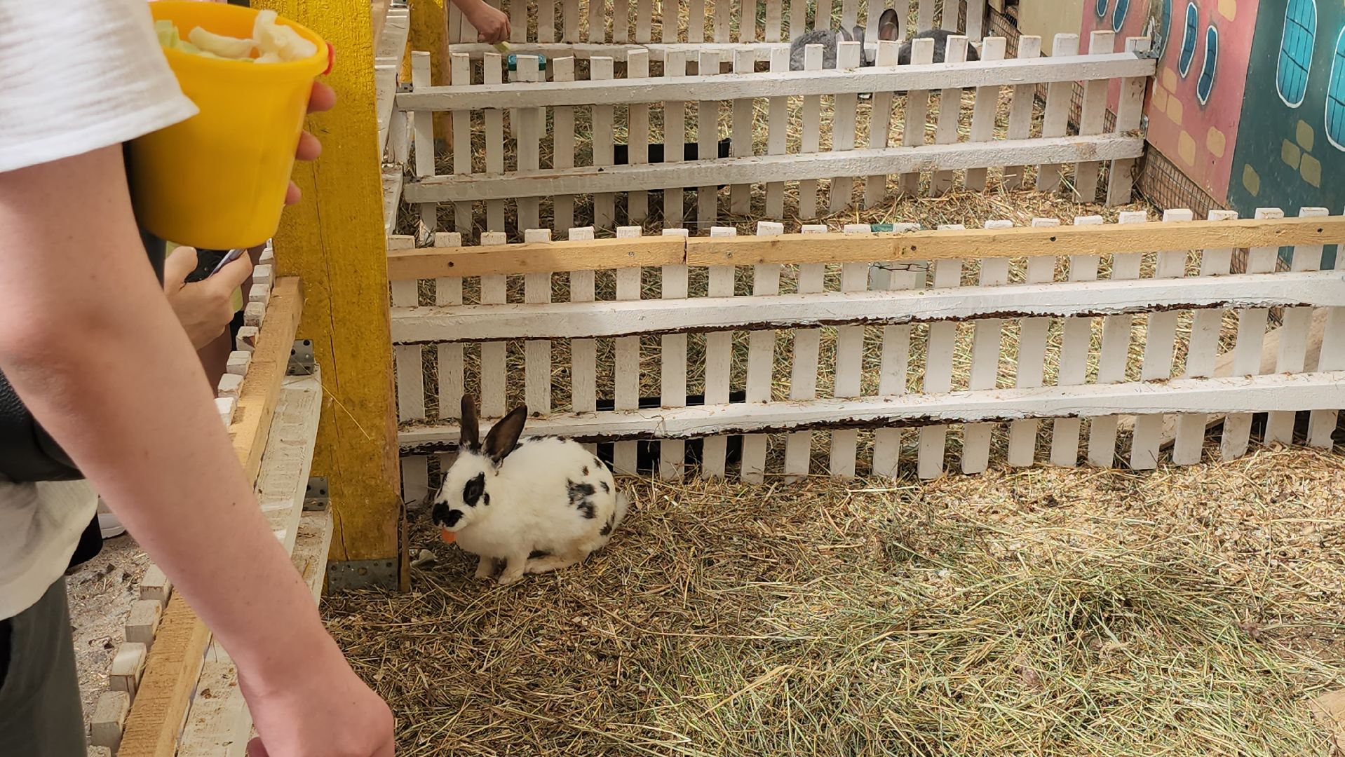 серпухов, подмосковье, русский страус,