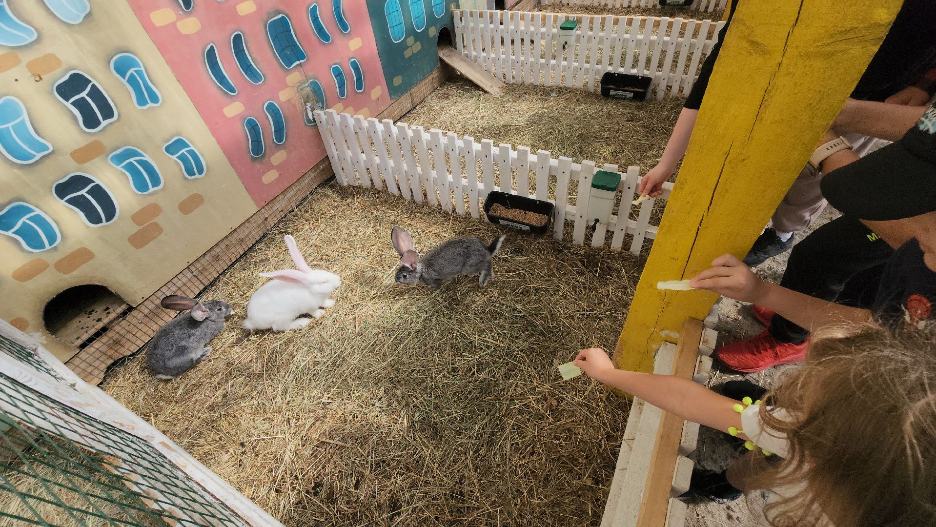 серпухов, подмосковье, русский страус,