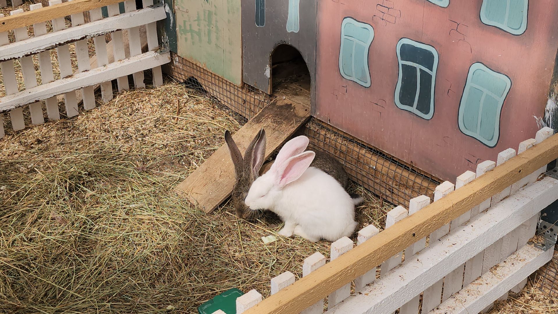 серпухов, подмосковье, русский страус,