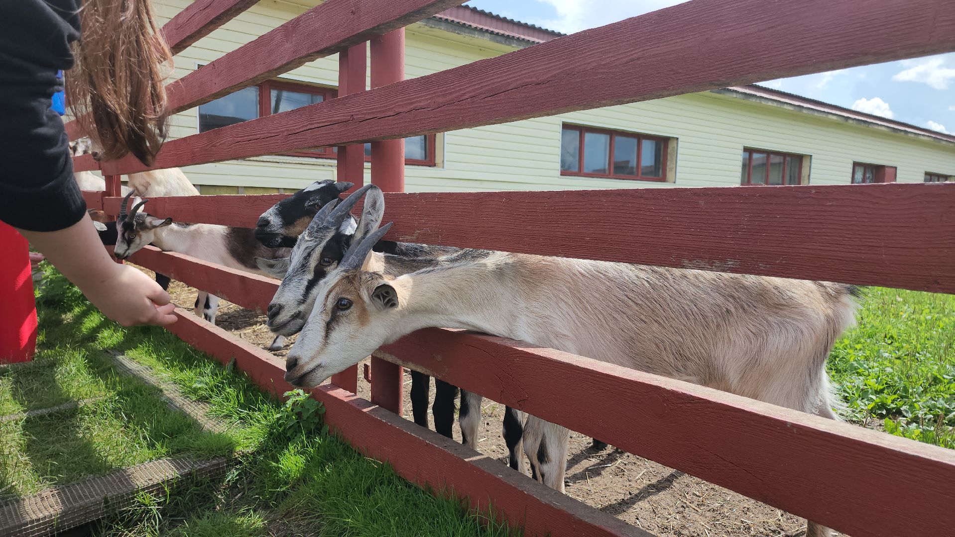 серпухов, подмосковье, козы, ферма, туризм, сельское хозяйство,