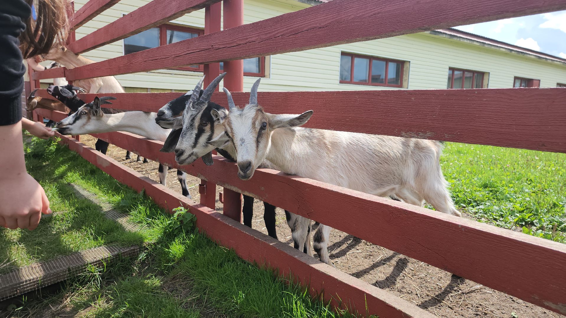 серпухов, подмосковье, козы, ферма, туризм, сельское хозяйство,