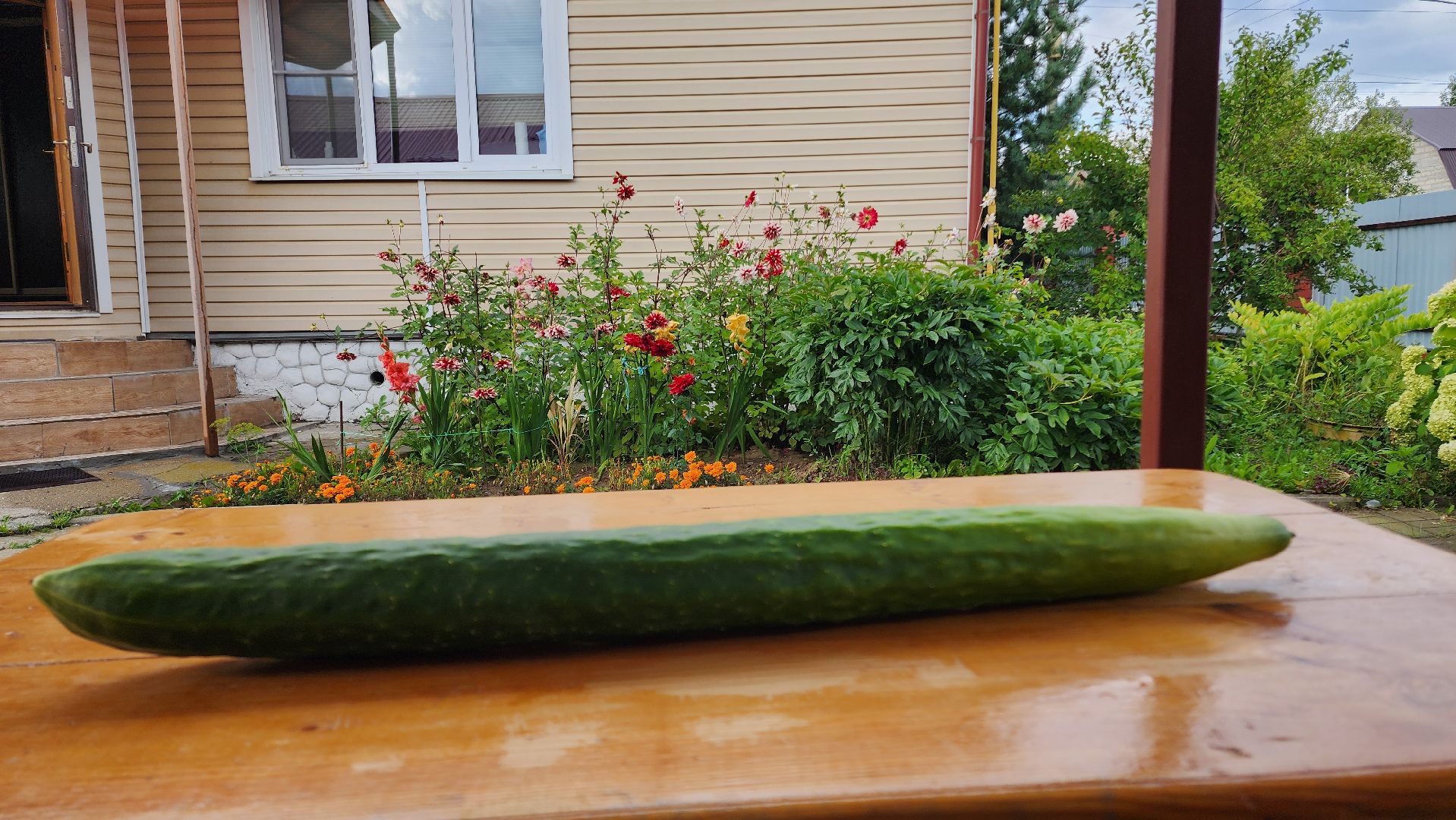 Огурец, Огурец-гигант, Домодедово, Огород, Подмосковье,