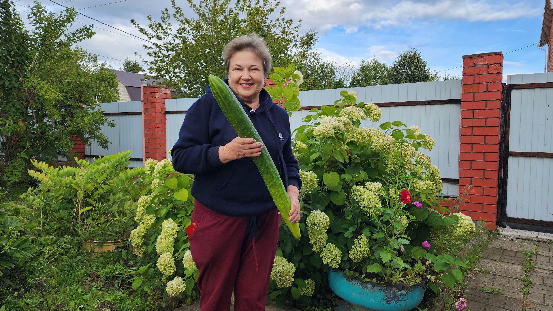 Огурец, Огурец-гигант, Домодедово, Огород, Подмосковье,