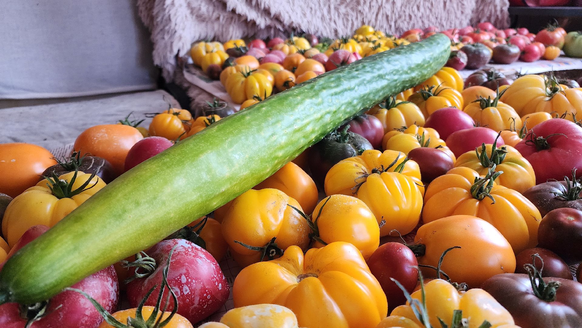 Огурец, Огурец-гигант, Домодедово, Огород, Подмосковье,