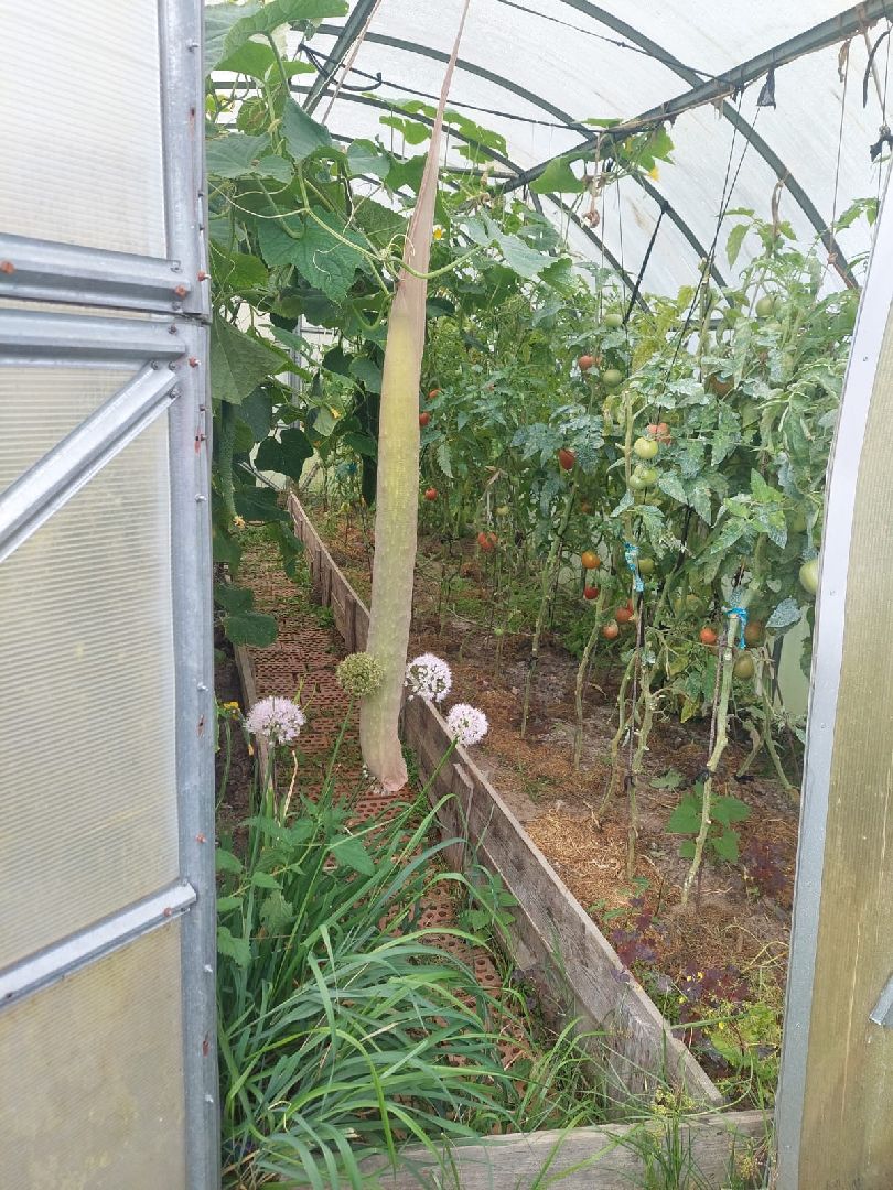 Огурец, Огурец-гигант, Домодедово, Огород, Подмосковье,