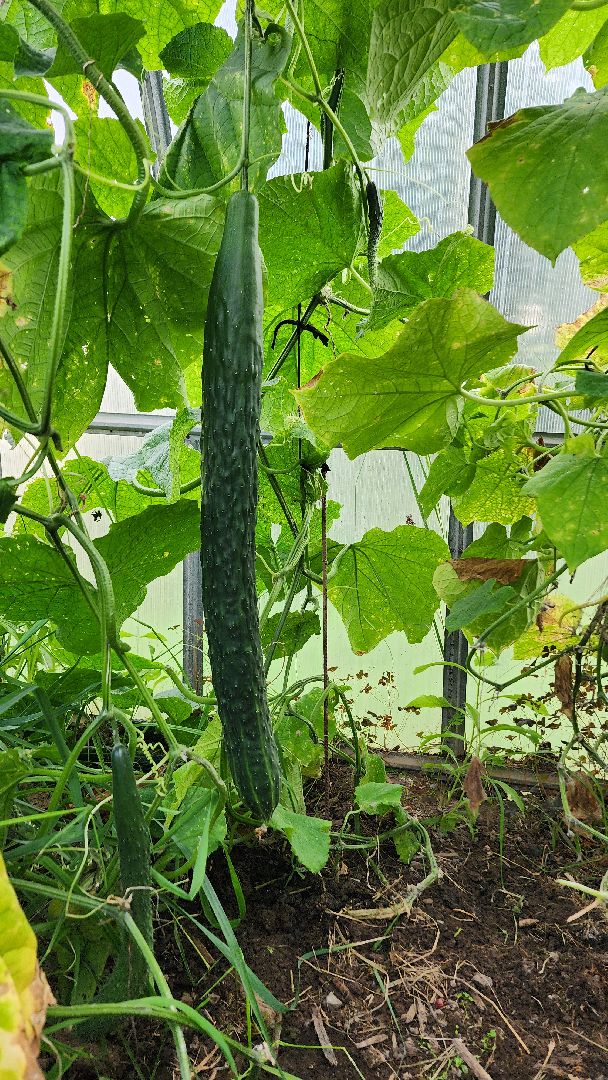 Огурец, Огурец-гигант, Домодедово, Огород, Подмосковье,