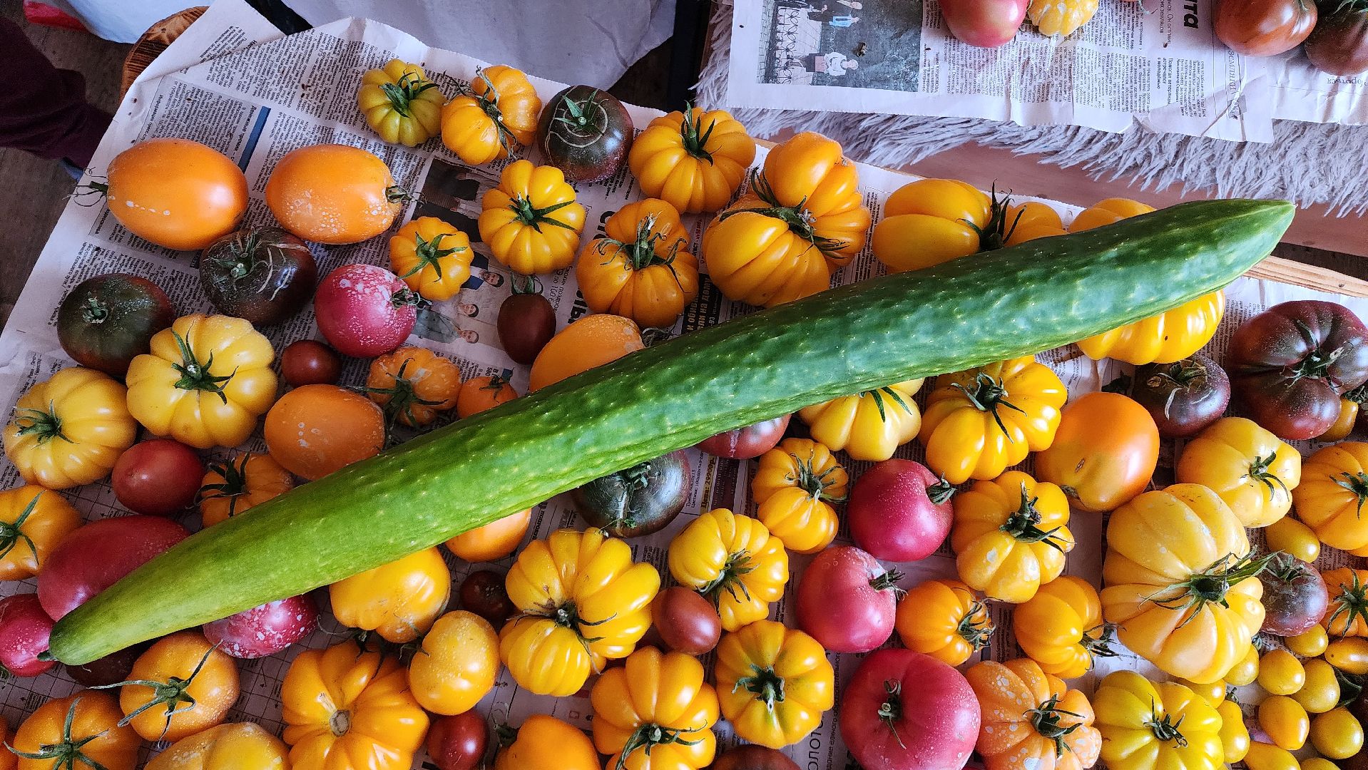 Огурец, Огурец-гигант, Домодедово, Огород, Подмосковье,