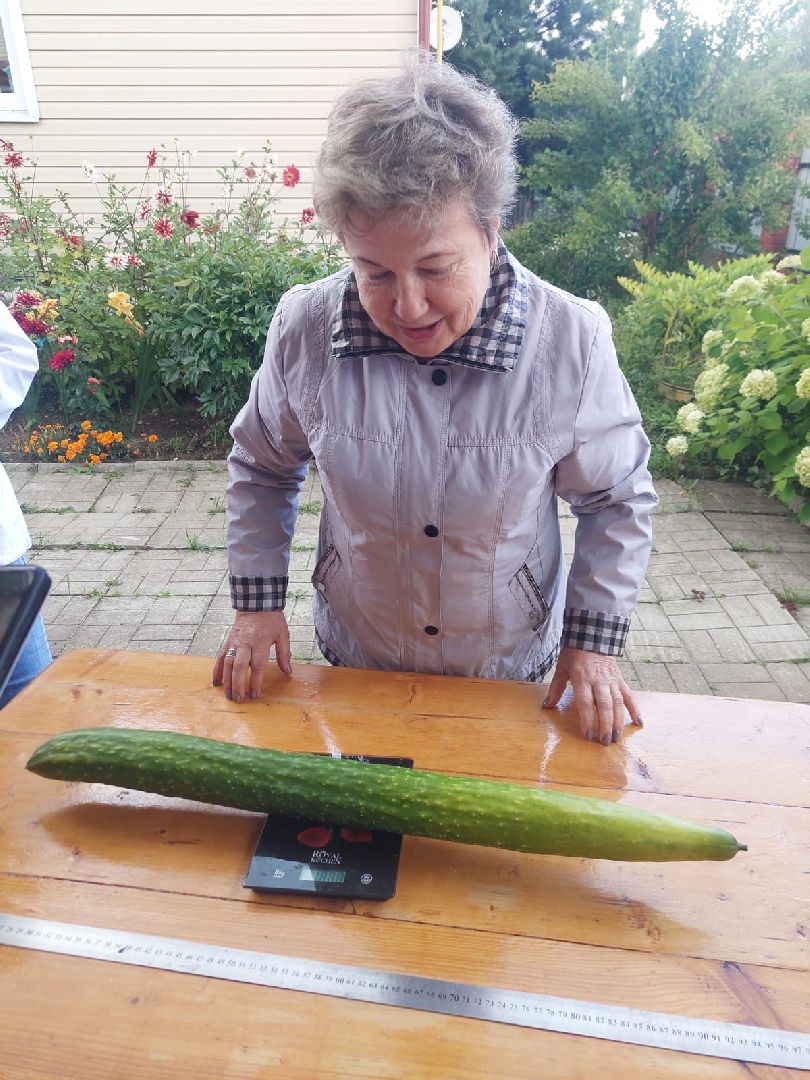 Огурец, Огурец-гигант, Домодедово, Огород, Подмосковье,