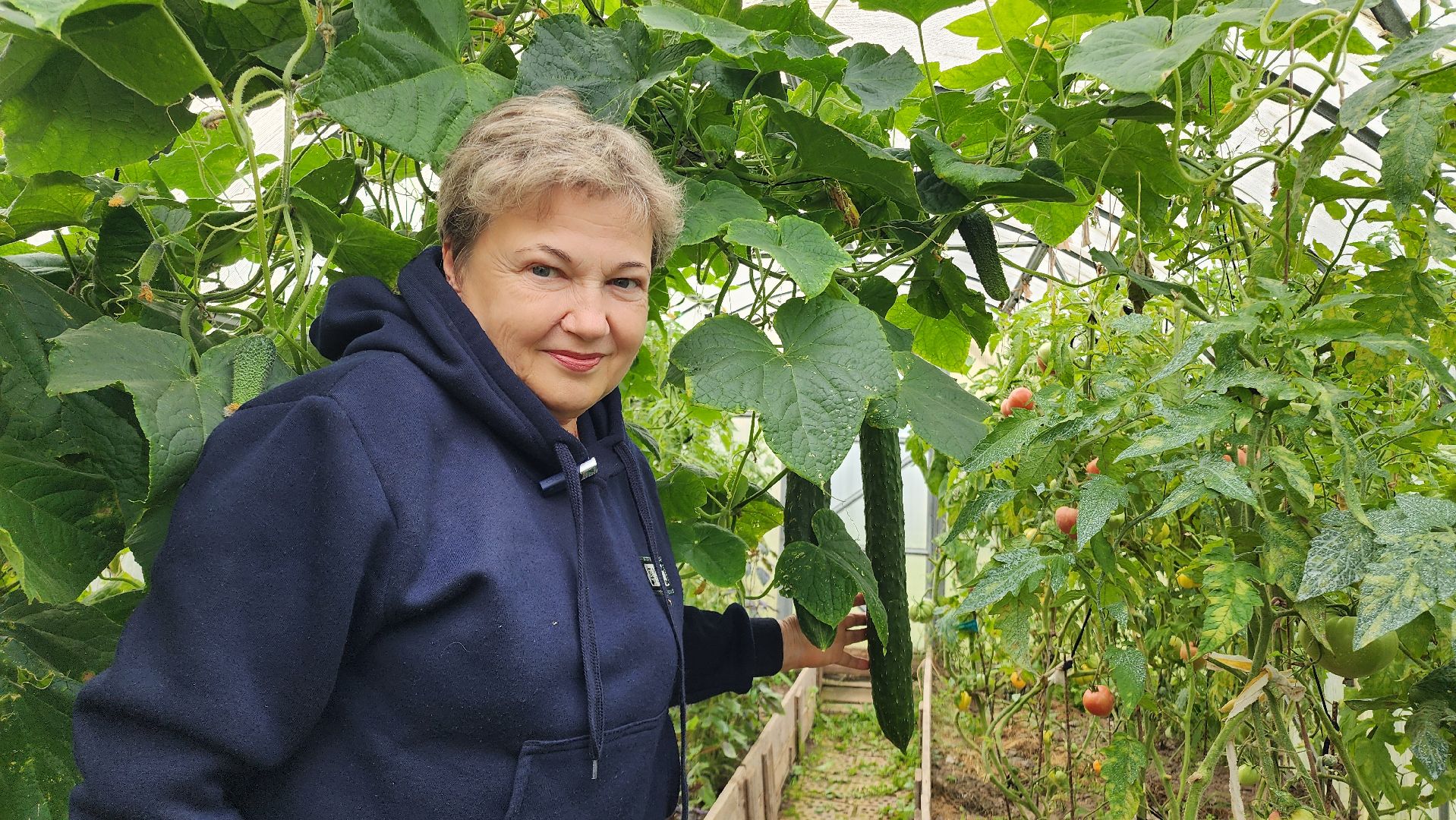 Огурец, Огурец-гигант, Домодедово, Огород, Подмосковье,