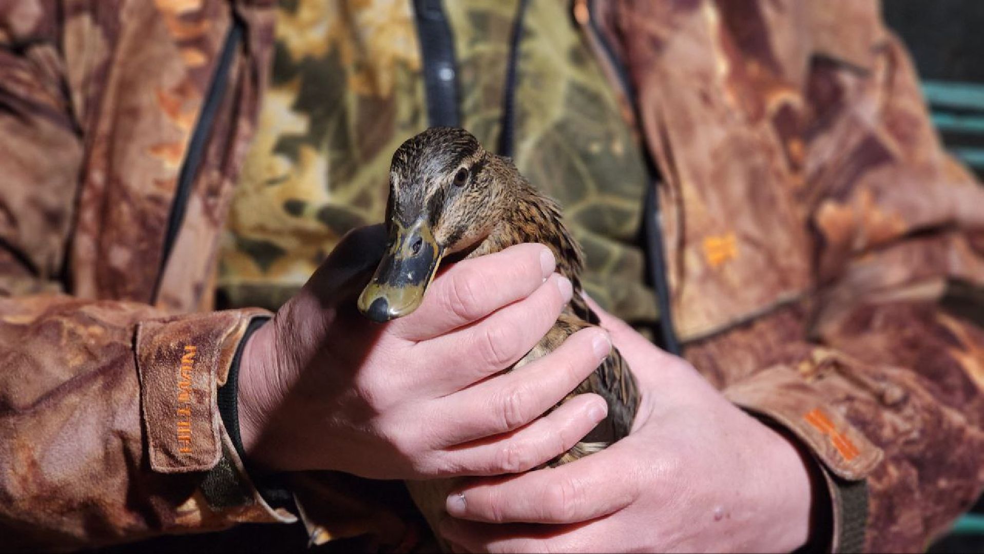 Дмитров, Общество охотников и рыболовов, Охота на уток,