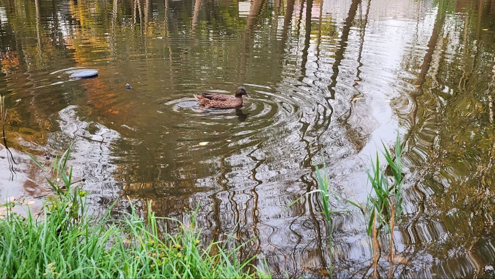 Дмитров, Общество охотников и рыболовов, Охота на уток,