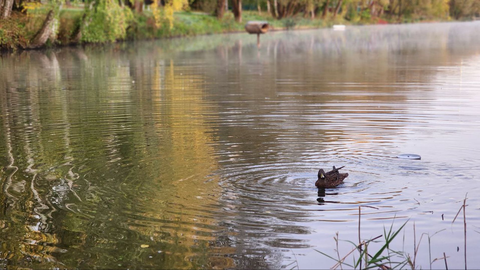 Дмитров, Общество охотников и рыболовов, Охота на уток,