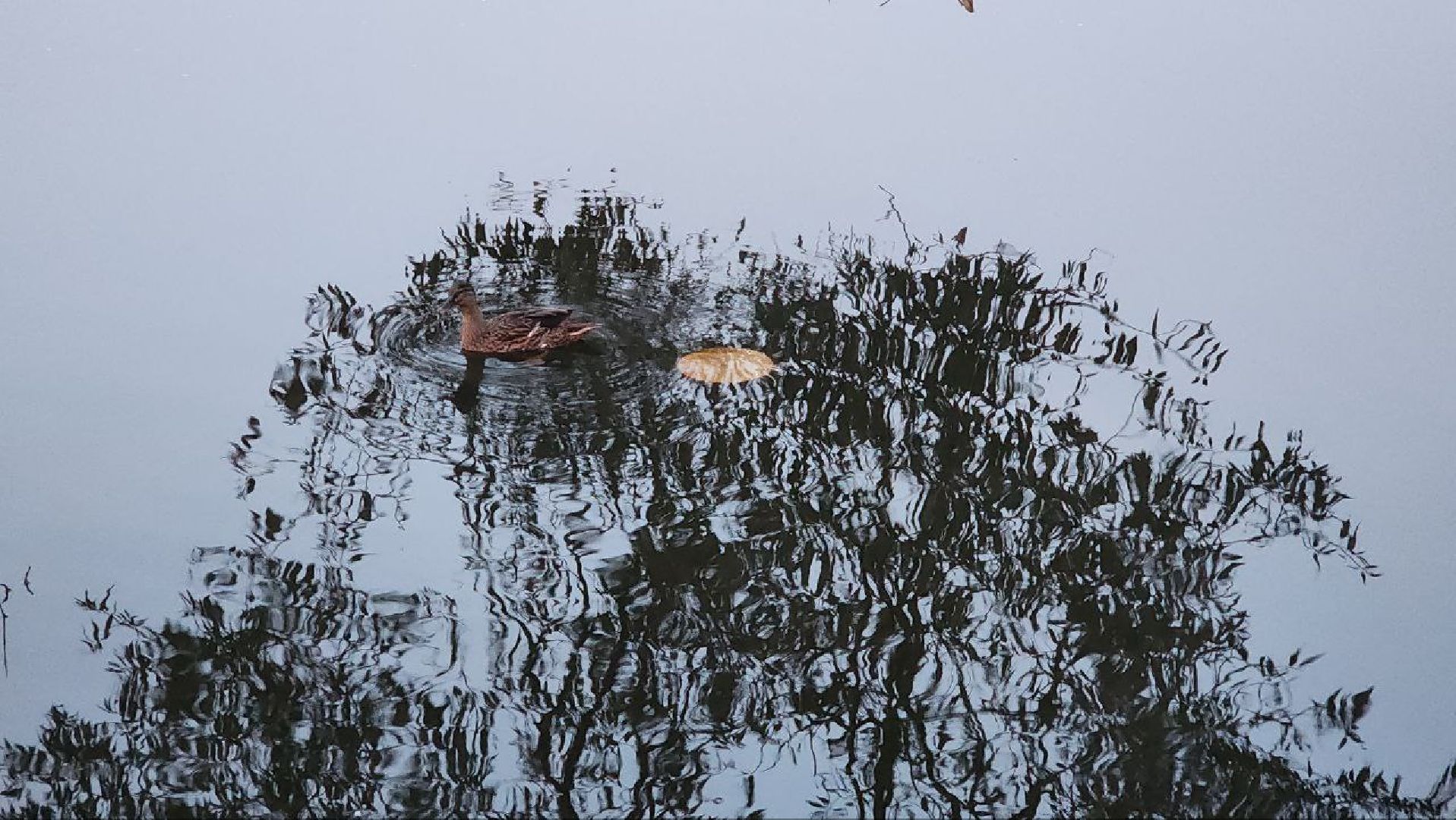 Дмитров, Общество охотников и рыболовов, Охота на уток,