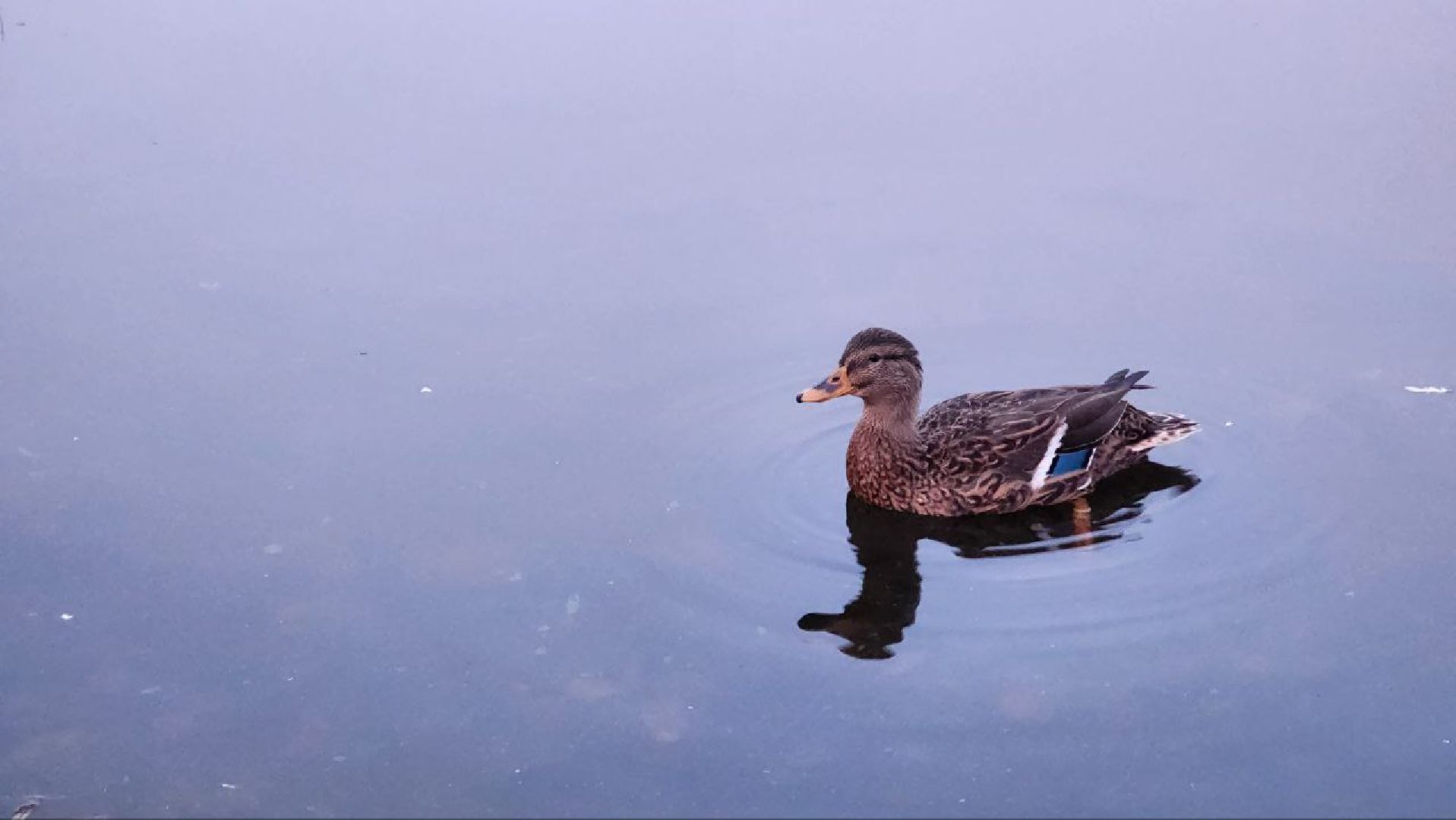Дмитров, Общество охотников и рыболовов, Охота на уток,
