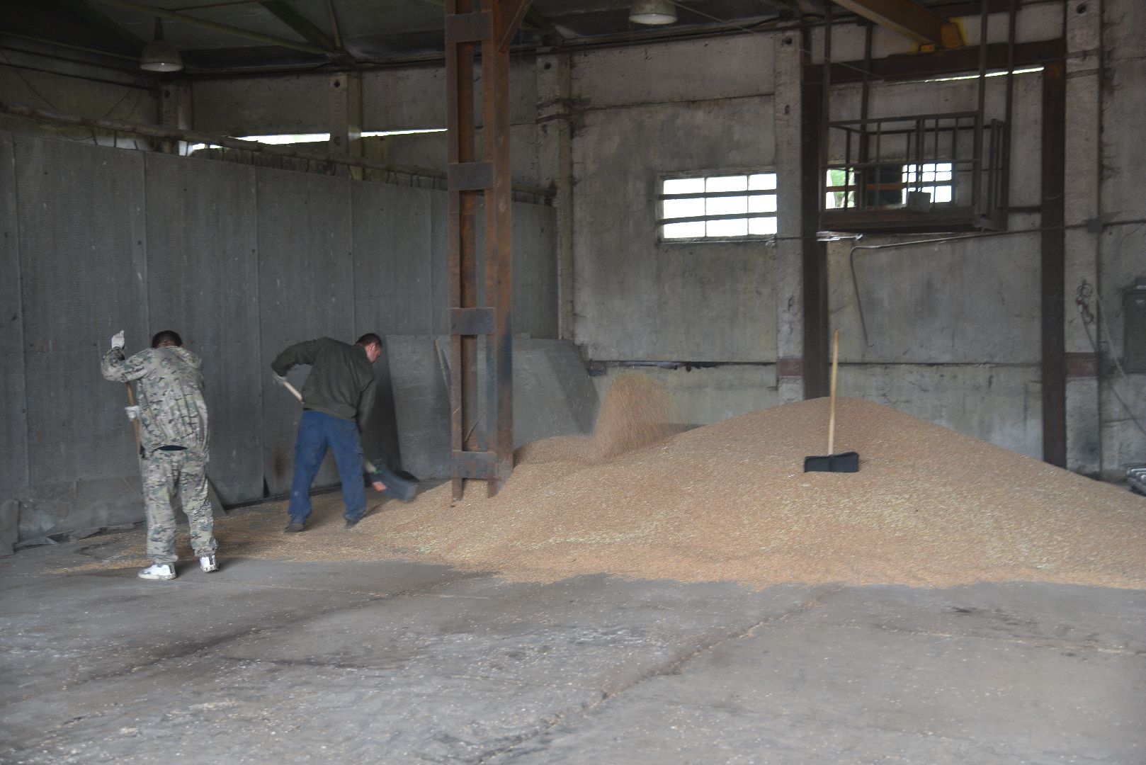 лотошино, ушаково, сельское хозяйство, агрокомплекс, зерно,