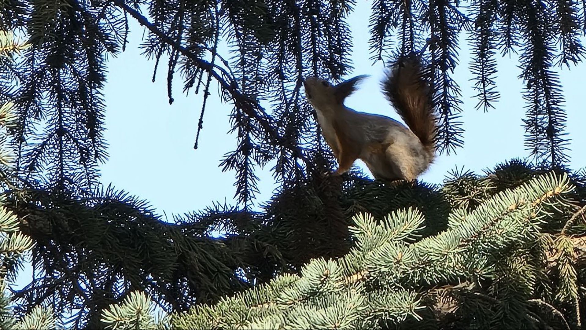 Природа, белки, сквер Победы, Дзержинский, скворцы прилетели