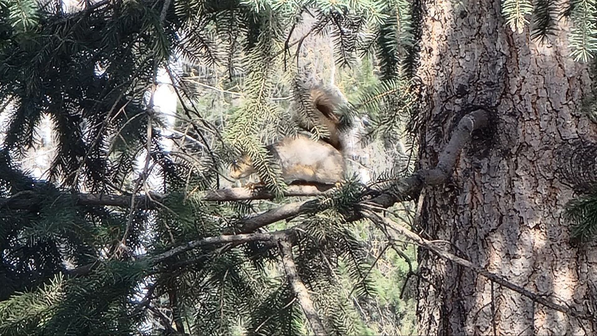 Природа, белки, сквер Победы, Дзержинский, скворцы прилетели
