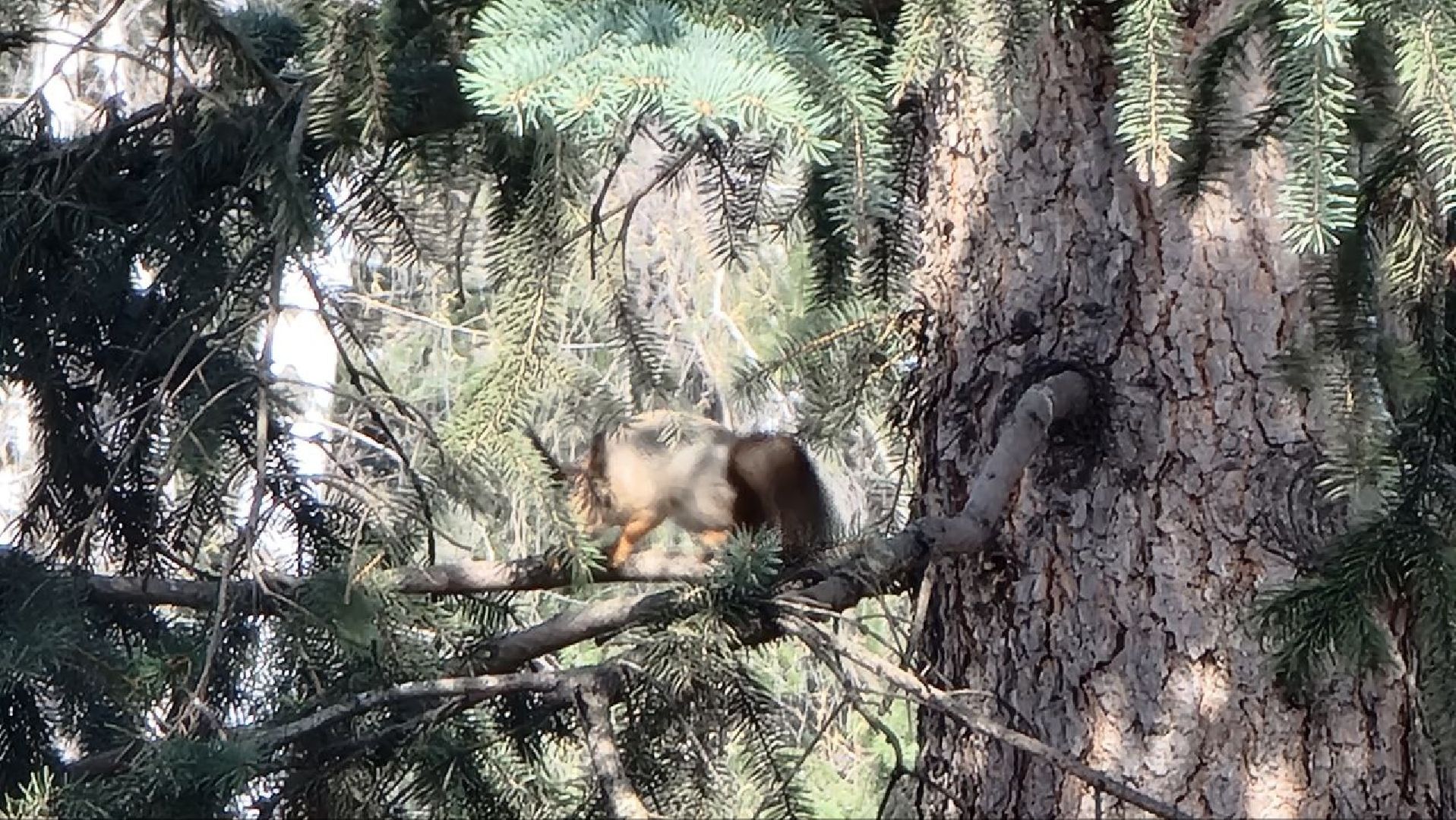 Природа, белки, сквер Победы, Дзержинский, скворцы прилетели