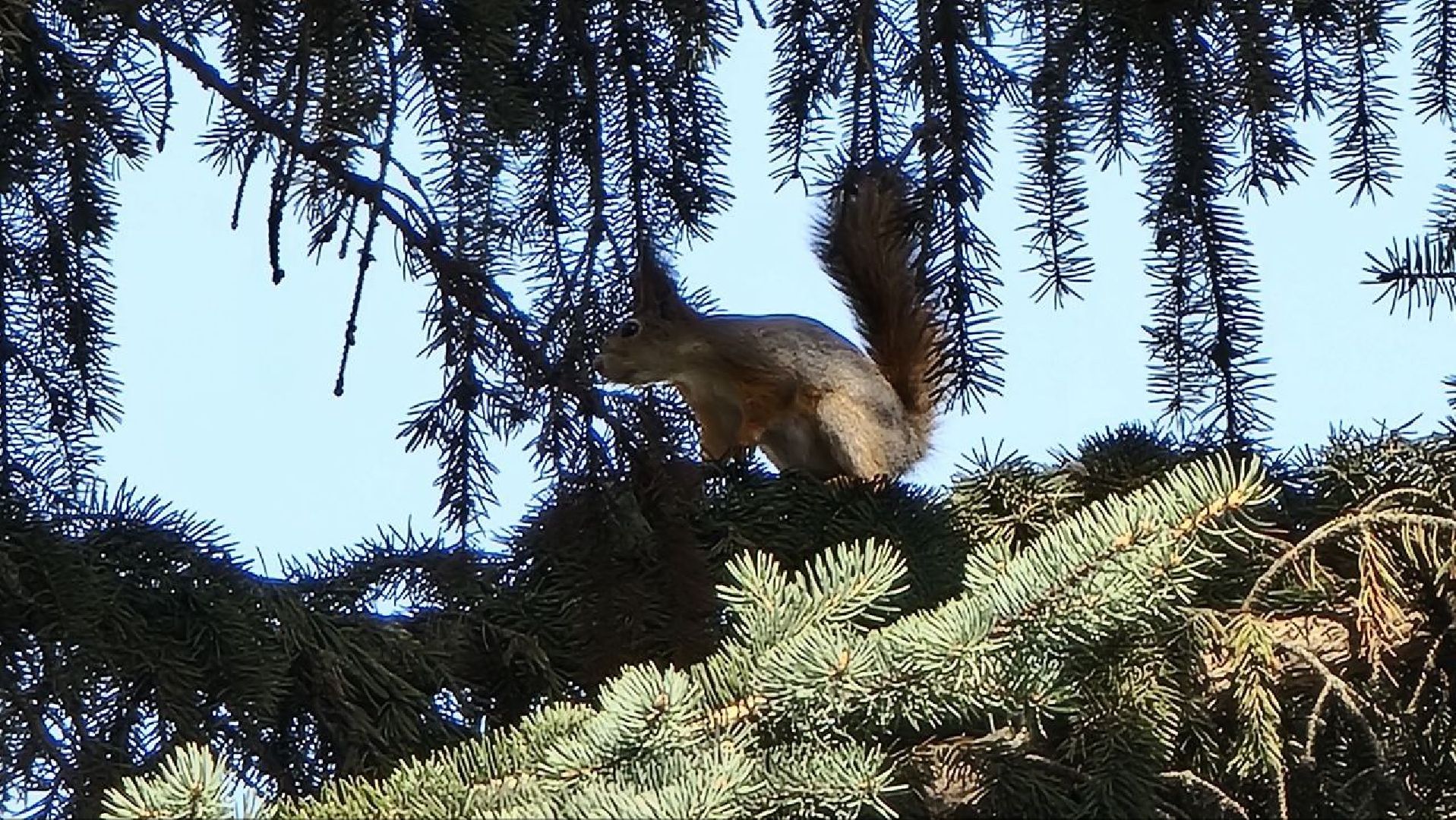 Природа, белки, сквер Победы, Дзержинский, скворцы прилетели