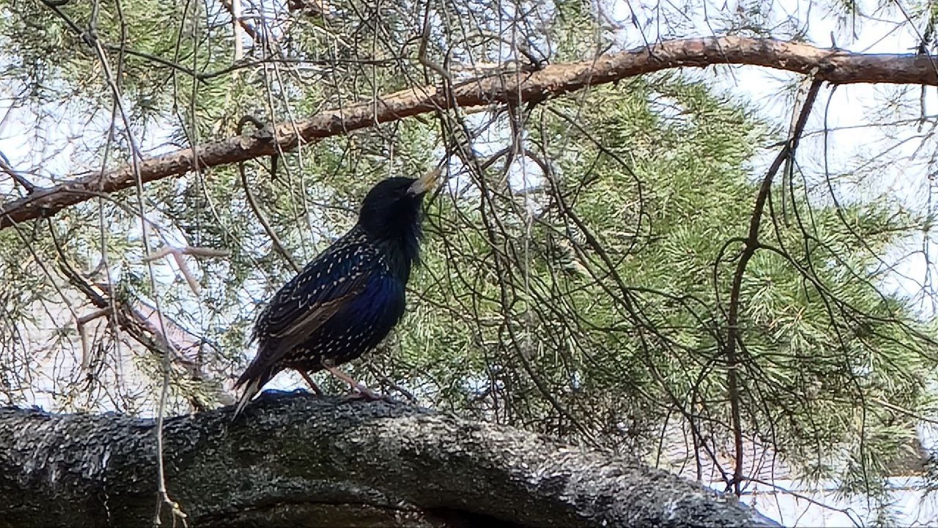 Природа, белки, сквер Победы, Дзержинский, скворцы прилетели