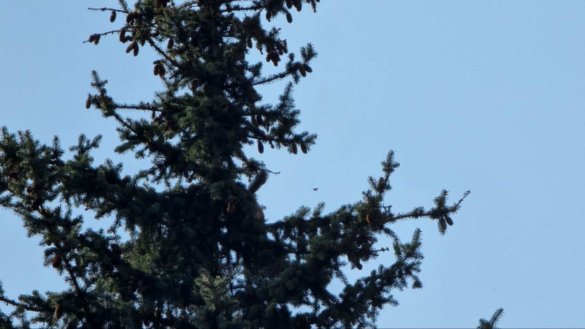 Природа, белки, сквер Победы, Дзержинский, скворцы прилетели