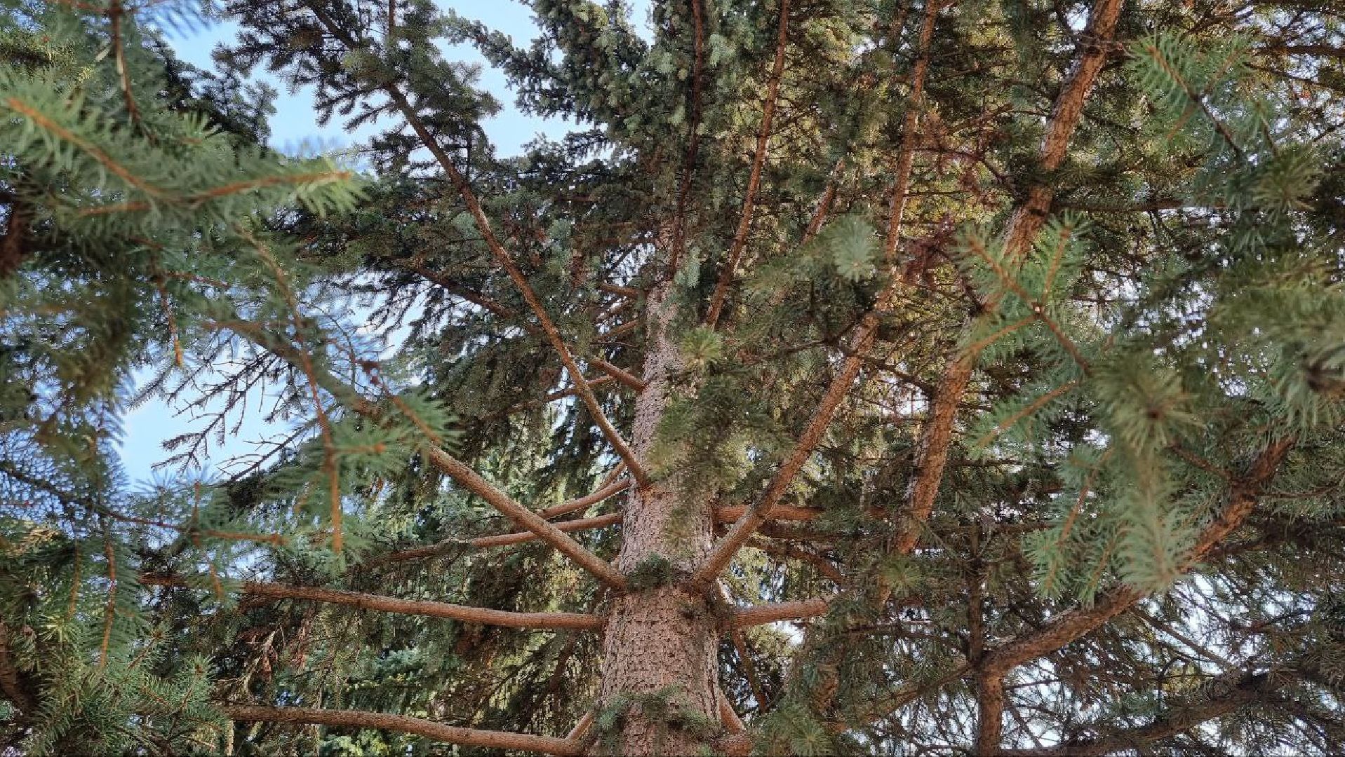 Природа, белки, сквер Победы, Дзержинский, скворцы прилетели