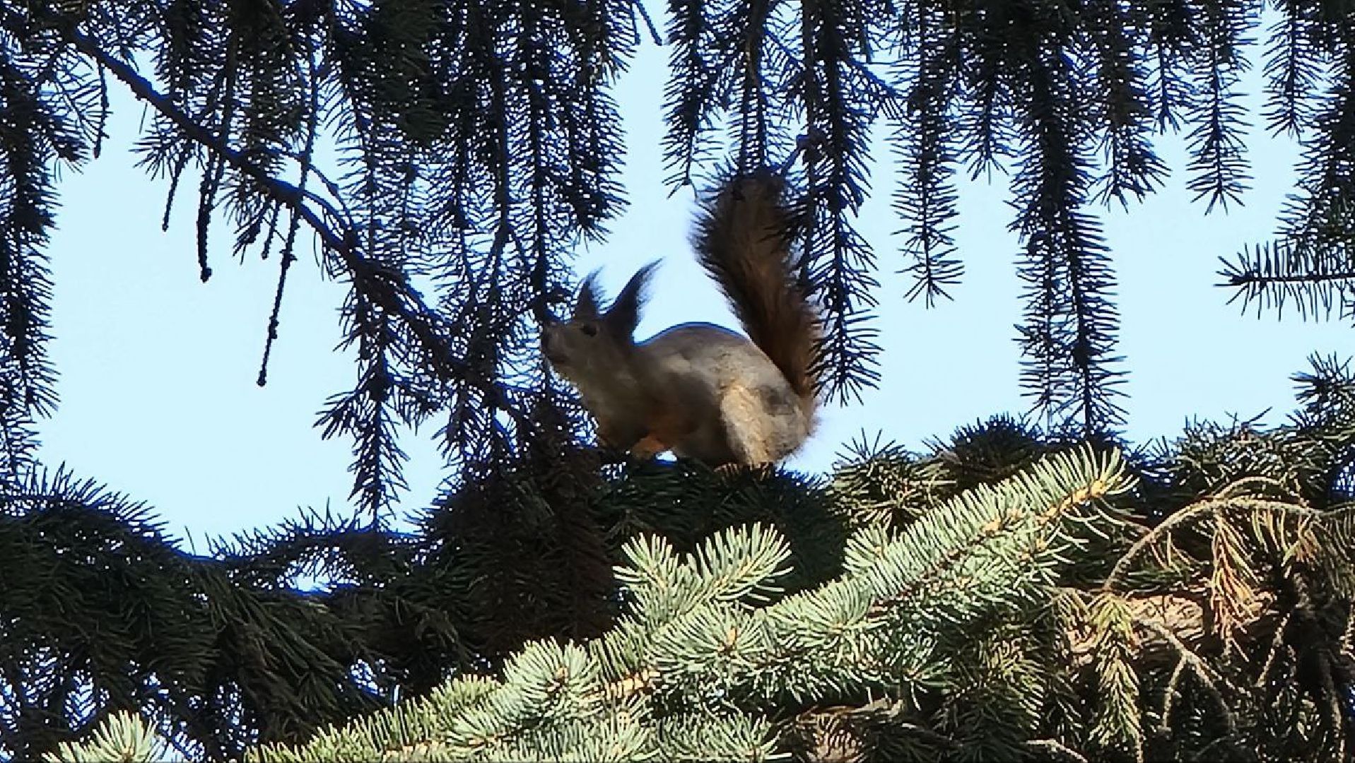 Природа, белки, сквер Победы, Дзержинский, скворцы прилетели