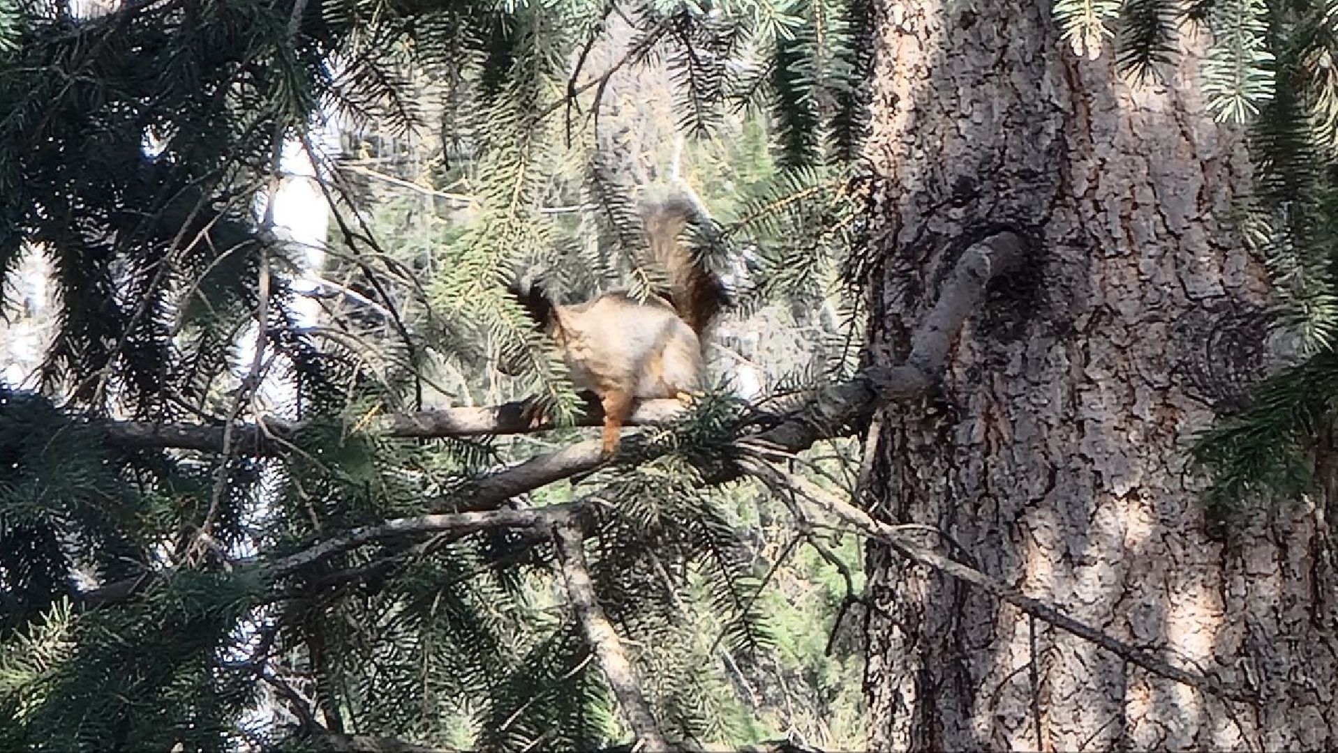 Природа, белки, сквер Победы, Дзержинский, скворцы прилетели