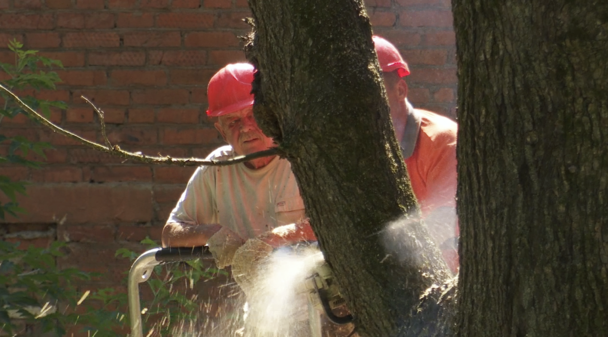 Клин, общество, ЖКХ, благоустройство, опиловка деревьев,