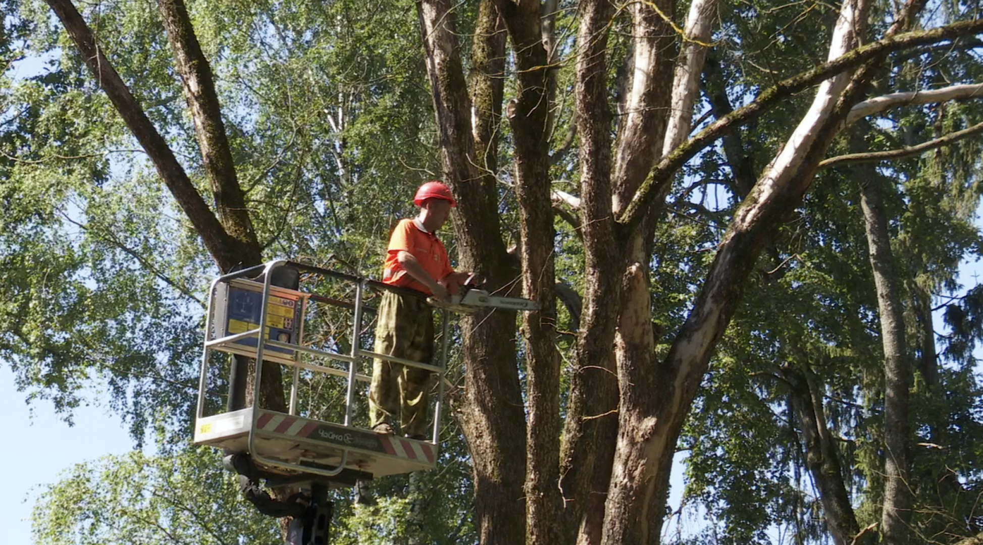 Клин, общество, ЖКХ, благоустройство, опиловка деревьев,