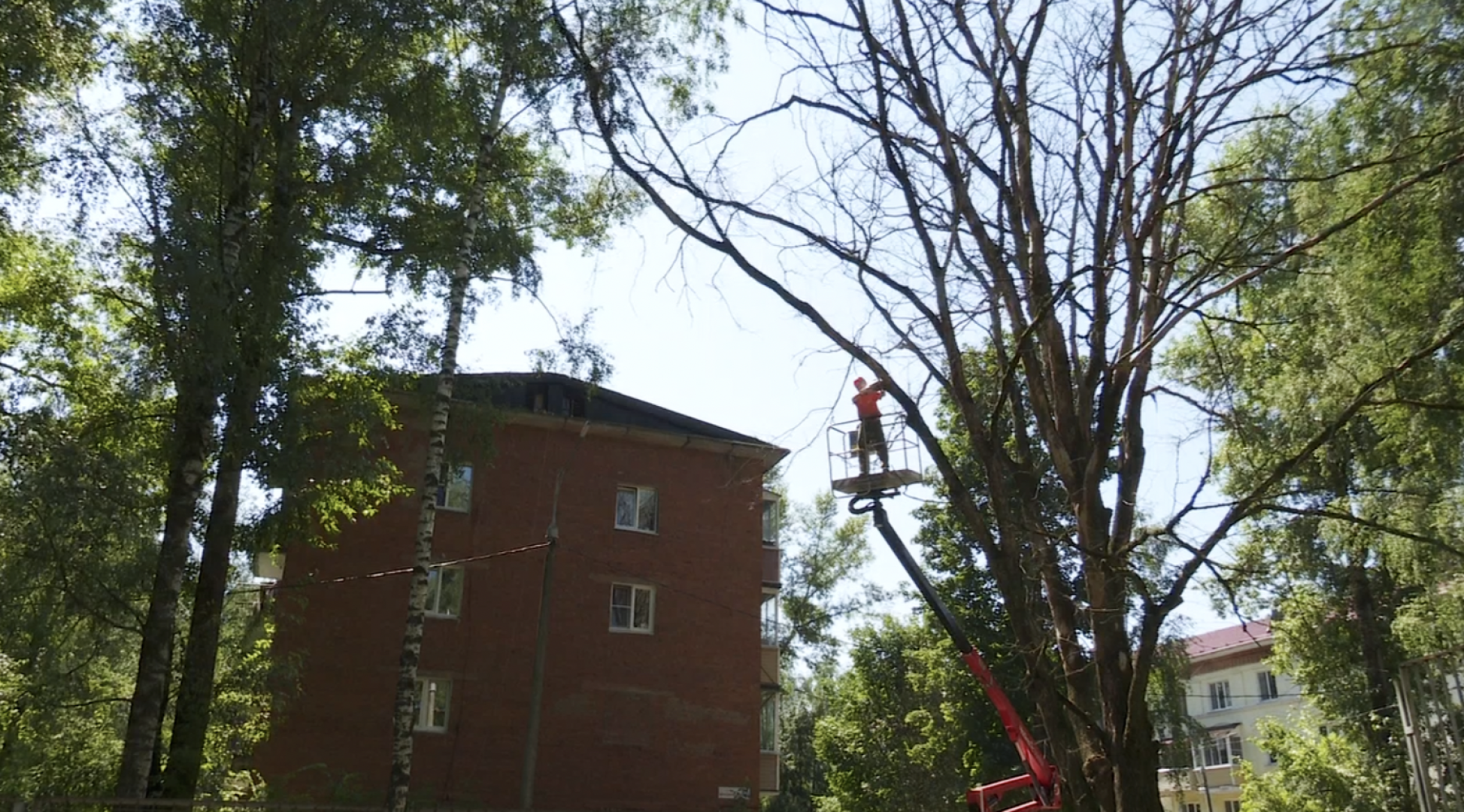 Клин, общество, ЖКХ, благоустройство, опиловка деревьев,