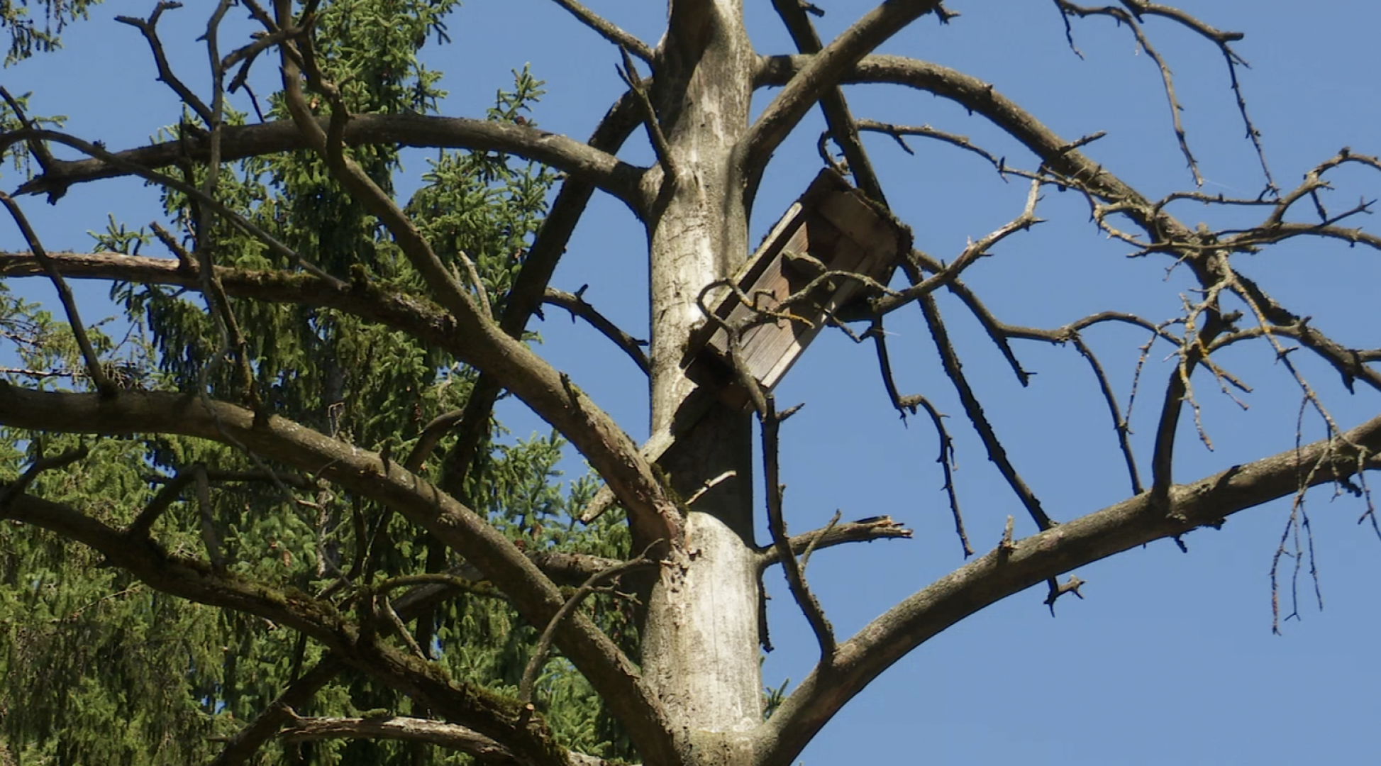 Клин, общество, ЖКХ, благоустройство, опиловка деревьев,