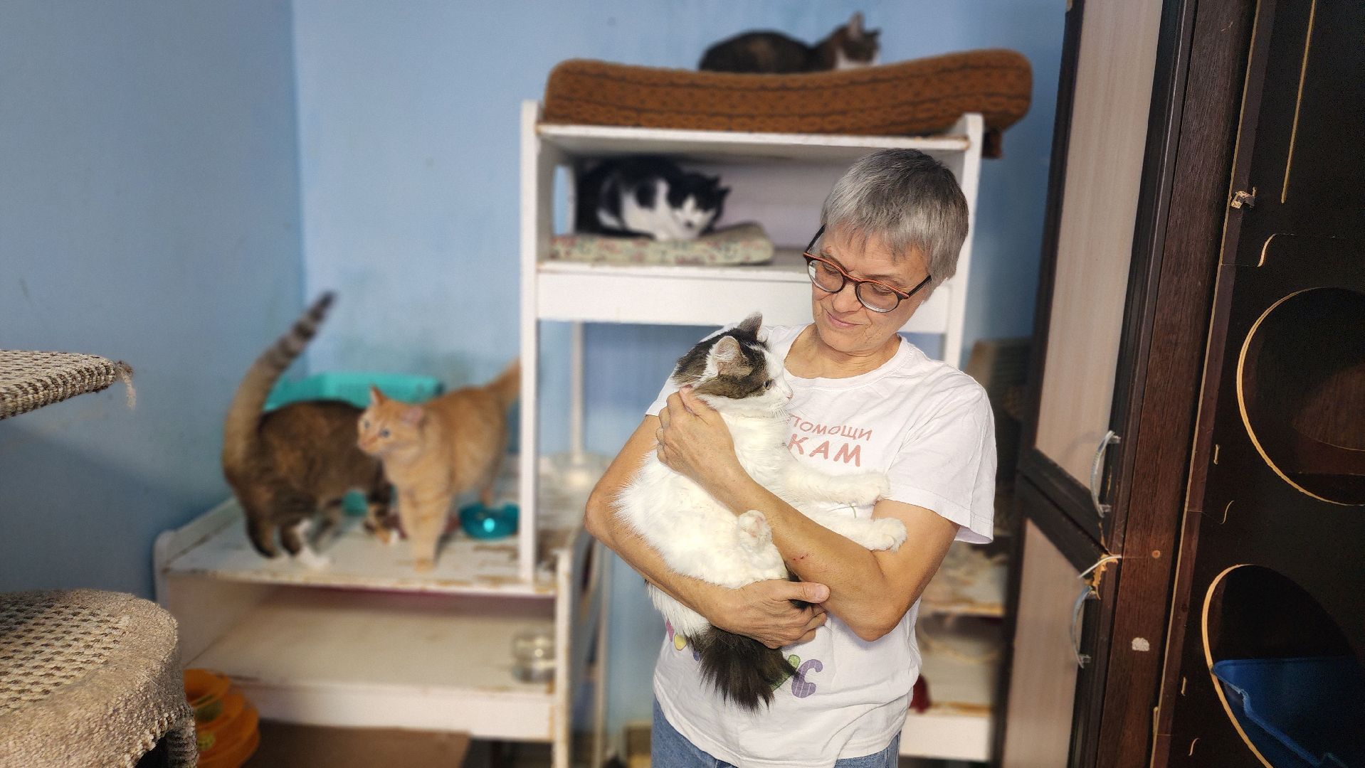 Котобус, Кошки, Кошачий приют, Протвино, Волонтеры,