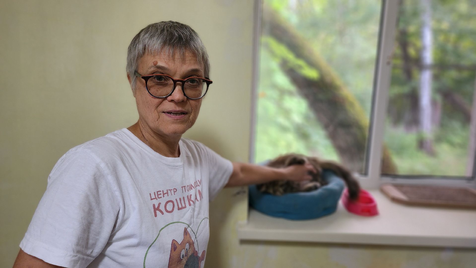 Котобус, Кошки, Кошачий приют, Протвино, Волонтеры,