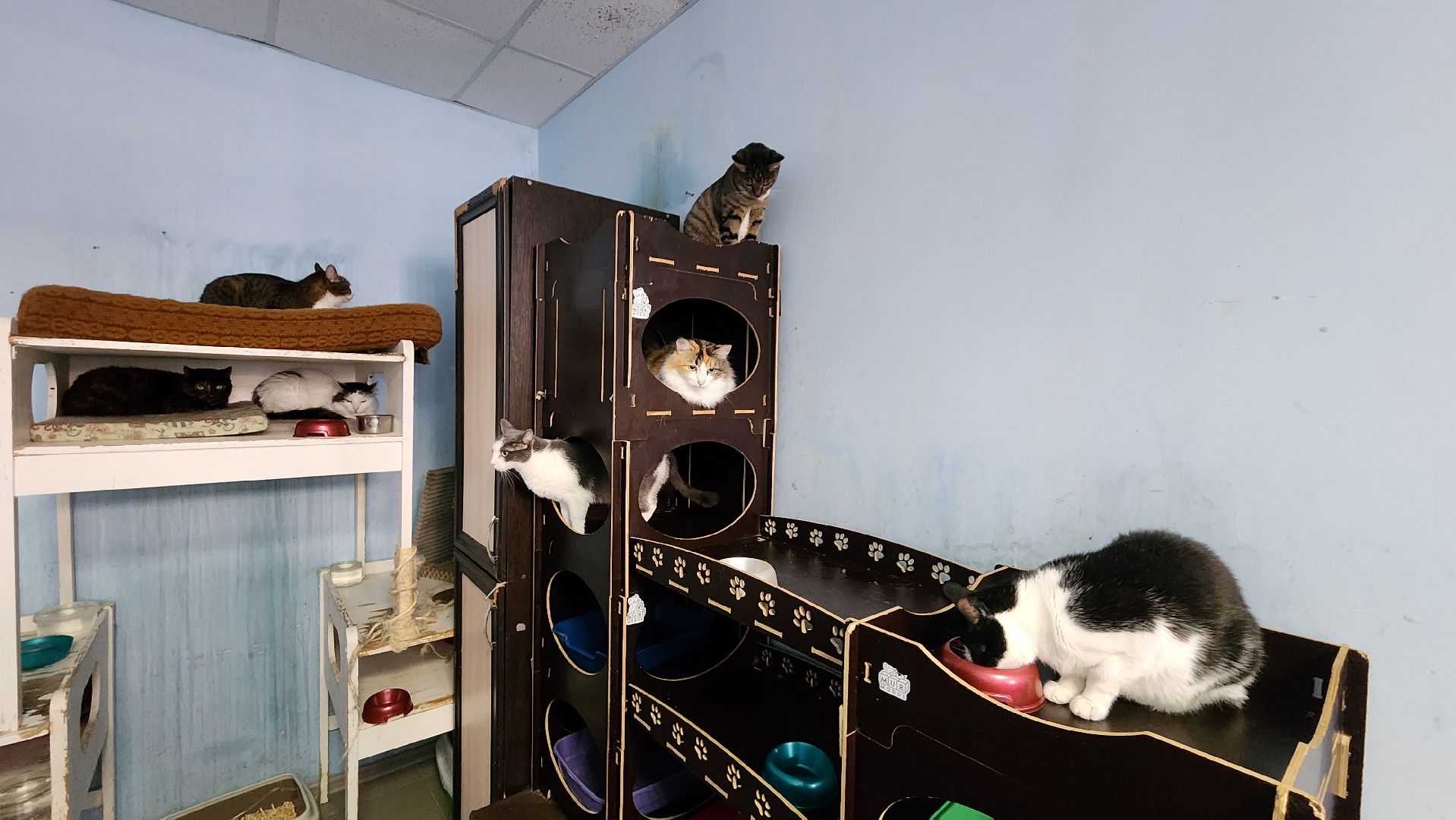 Котобус, Кошки, Кошачий приют, Протвино, Волонтеры,