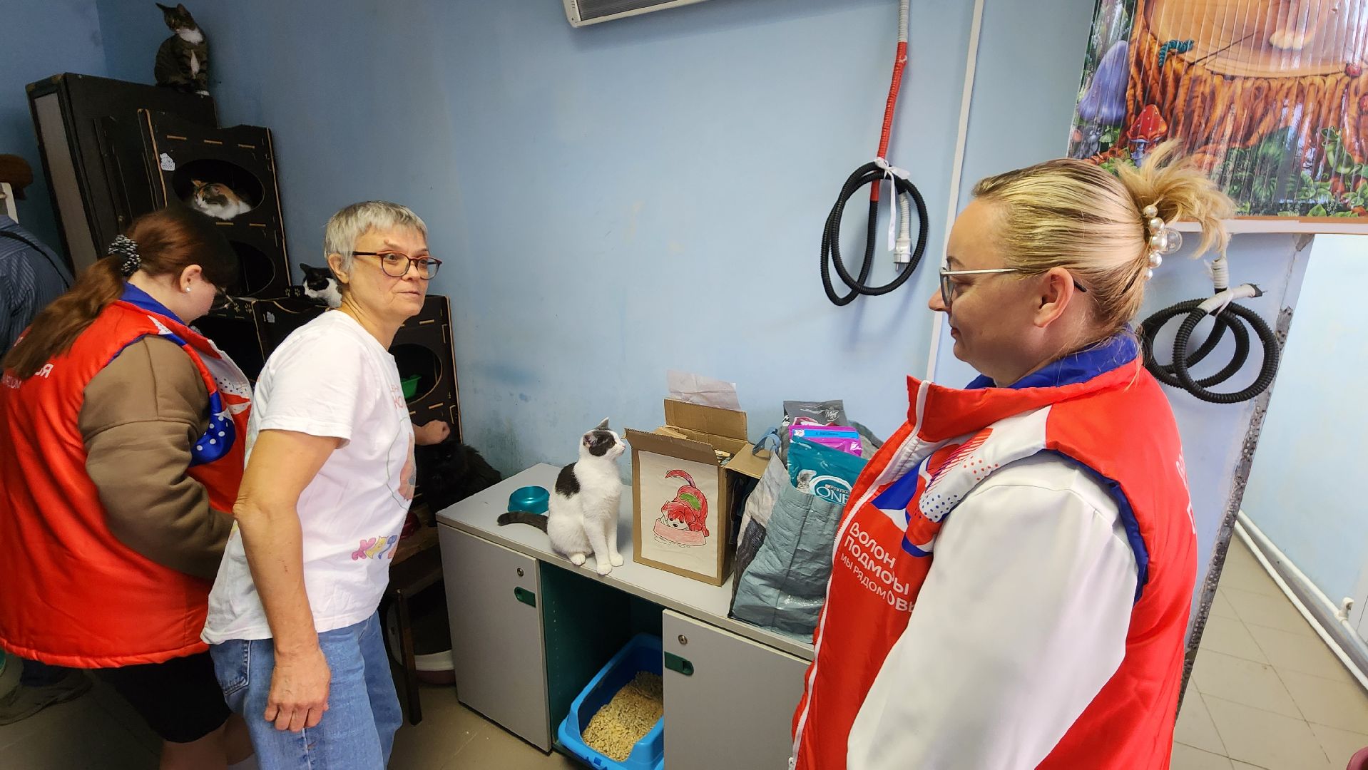 Котобус, Кошки, Кошачий приют, Протвино, Волонтеры,