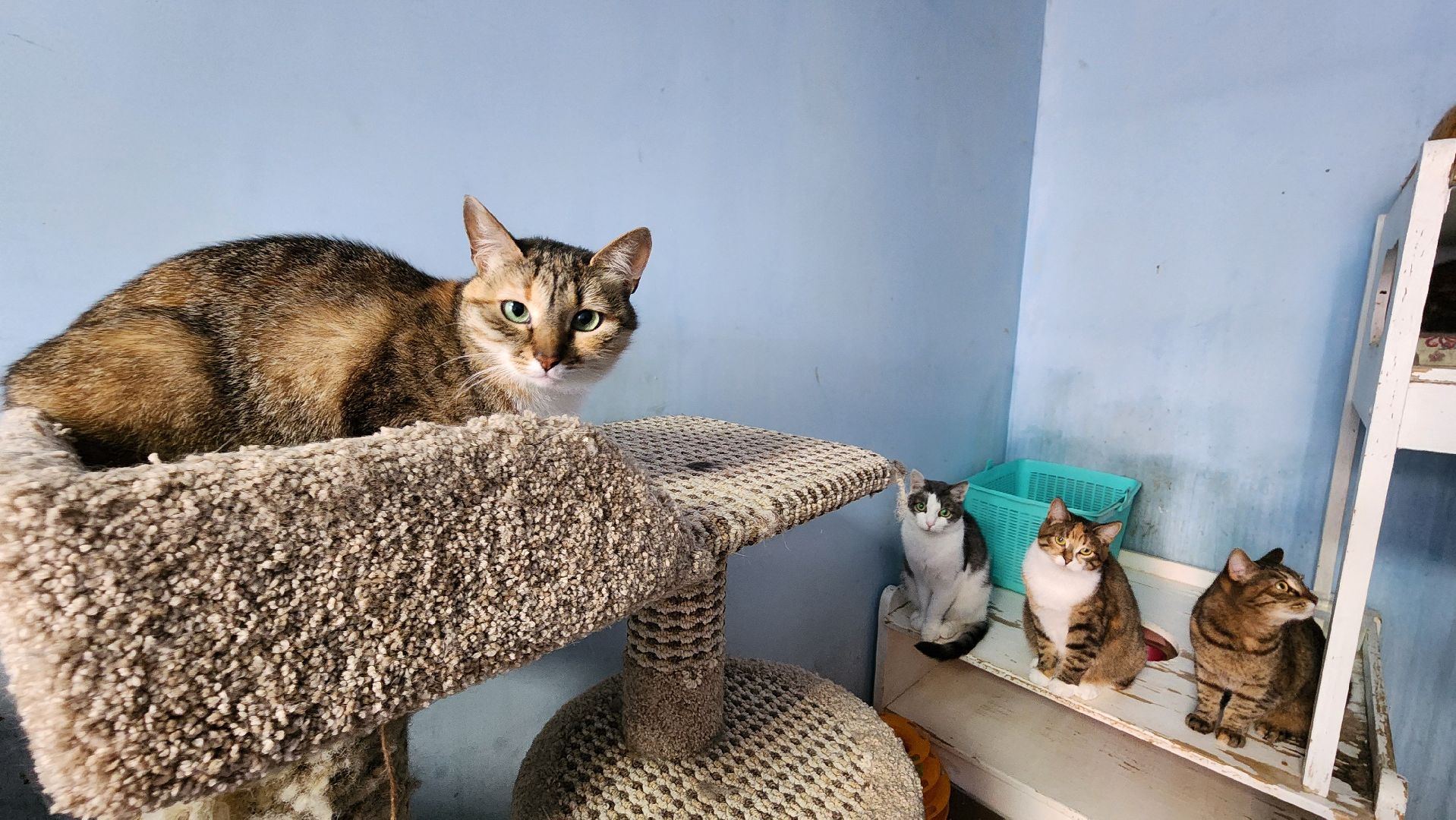 Котобус, Кошки, Кошачий приют, Протвино, Волонтеры,