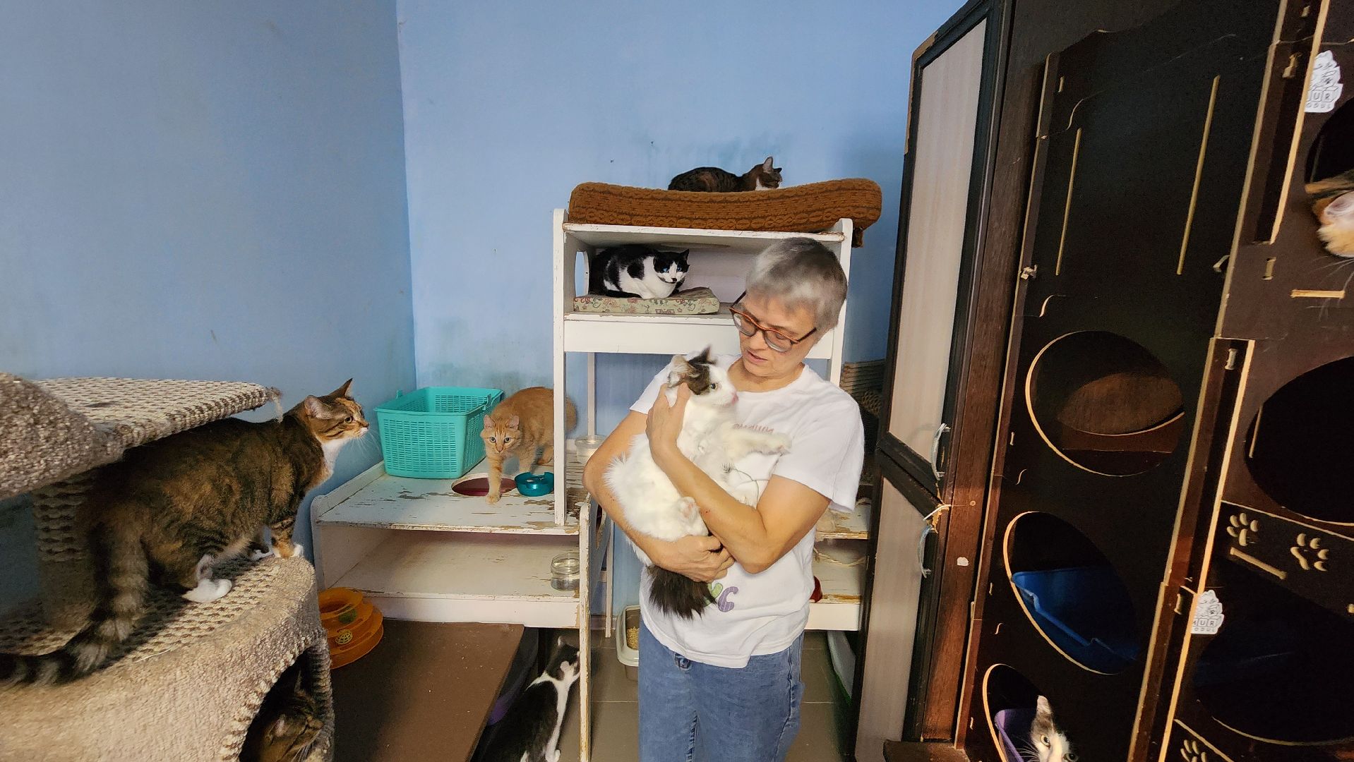 Котобус, Кошки, Кошачий приют, Протвино, Волонтеры,