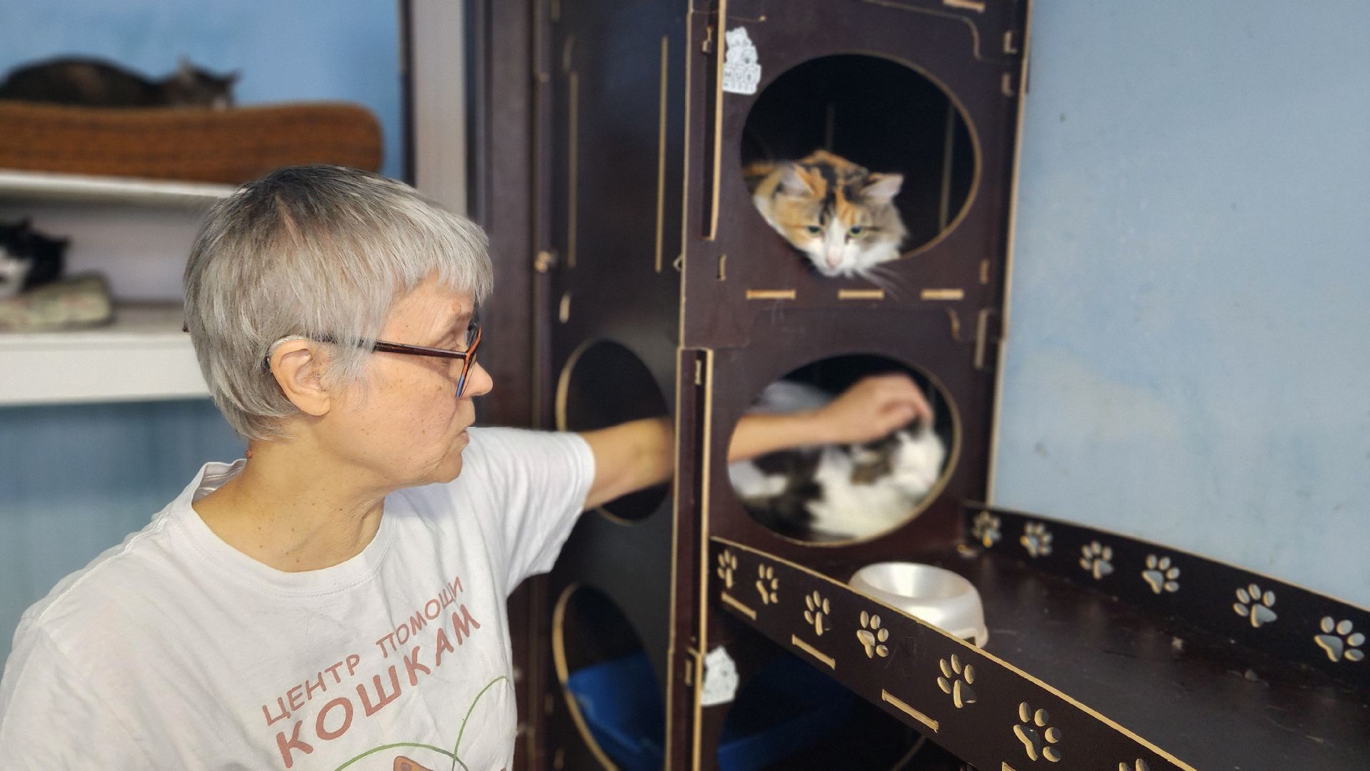 Котобус, Кошки, Кошачий приют, Протвино, Волонтеры,