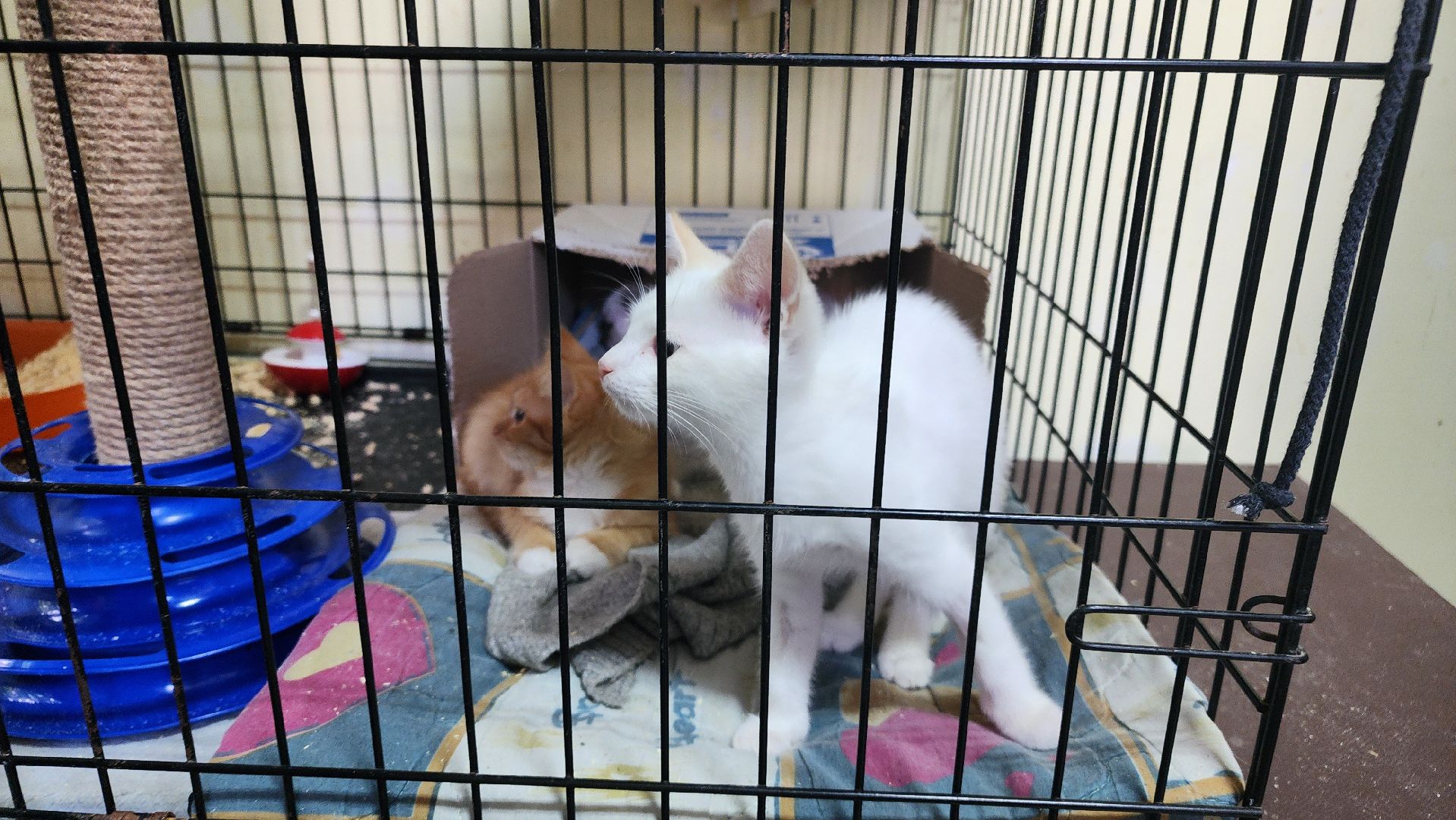 Котобус, Кошки, Кошачий приют, Протвино, Волонтеры,