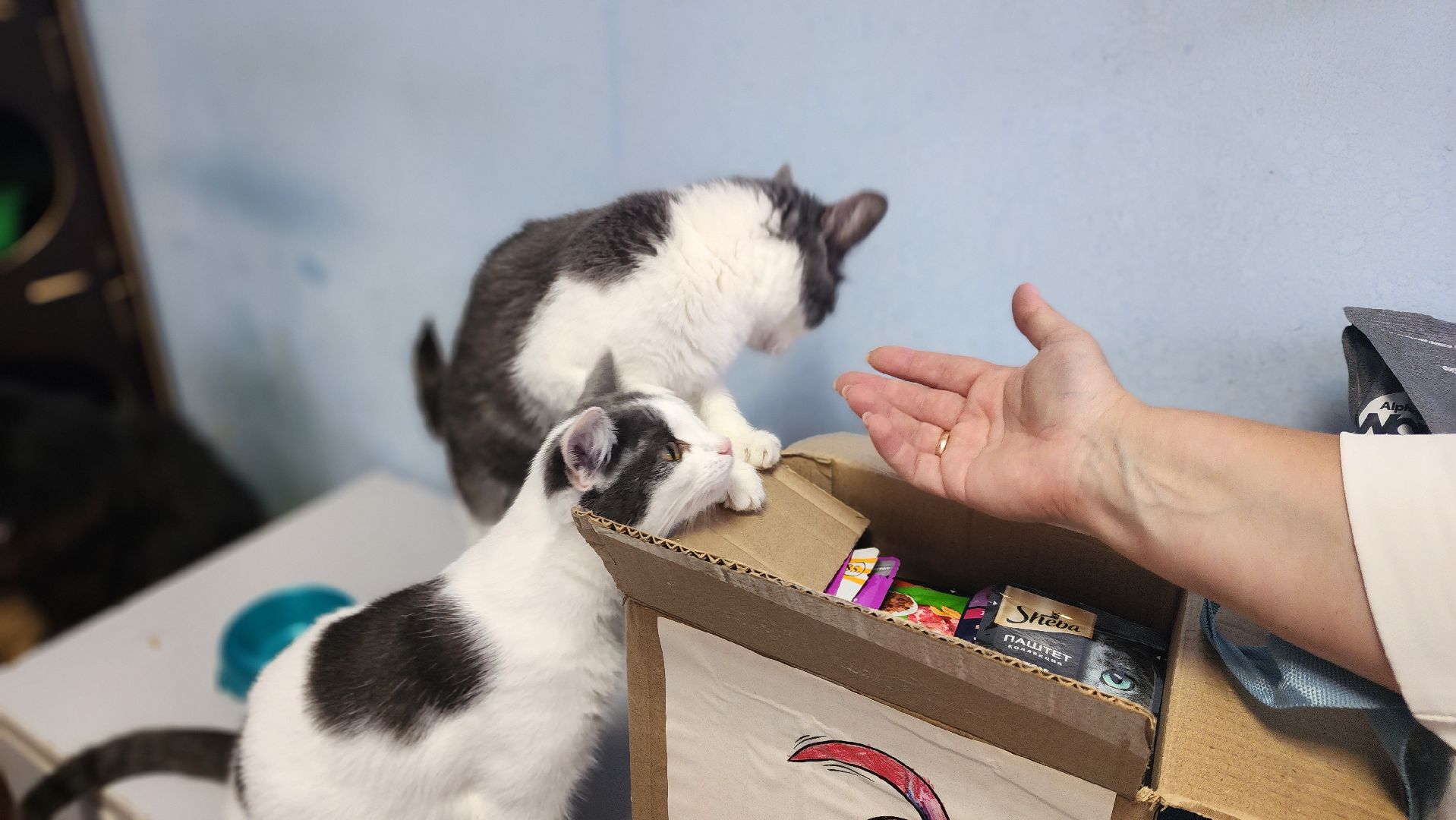 Котобус, Кошки, Кошачий приют, Протвино, Волонтеры,