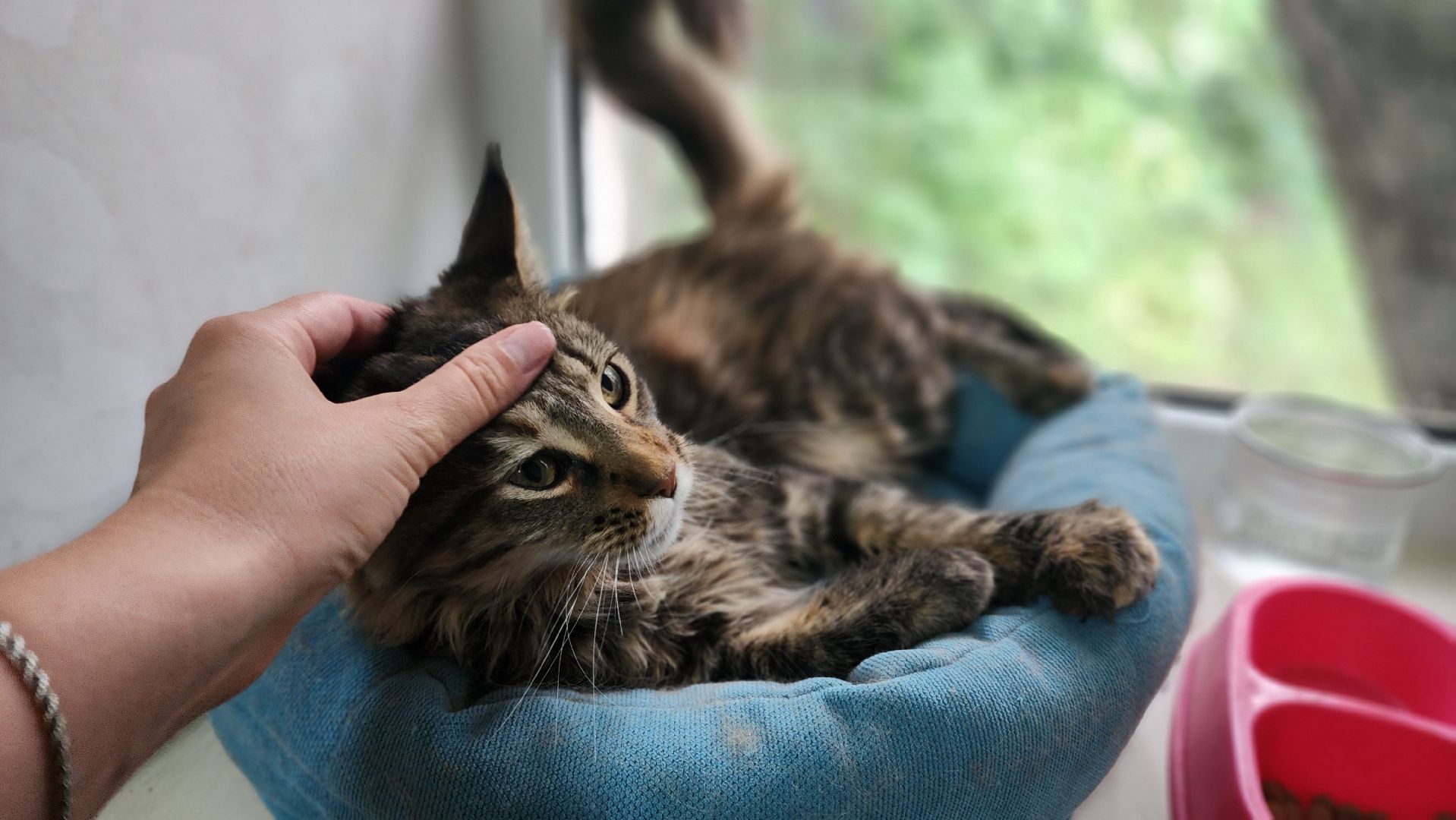 Котобус, Кошки, Кошачий приют, Протвино, Волонтеры,