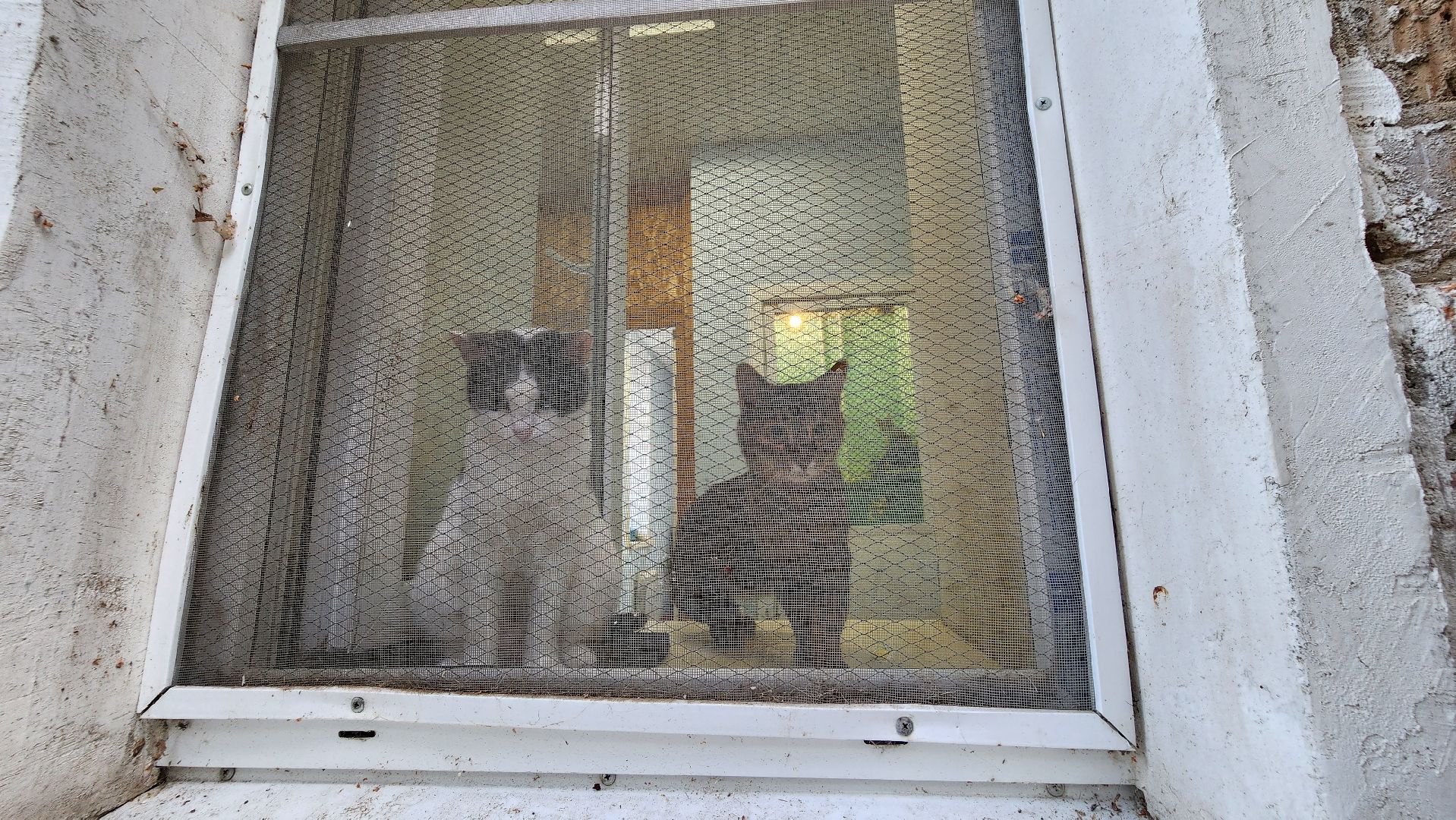 Котобус, Кошки, Кошачий приют, Протвино, Волонтеры,